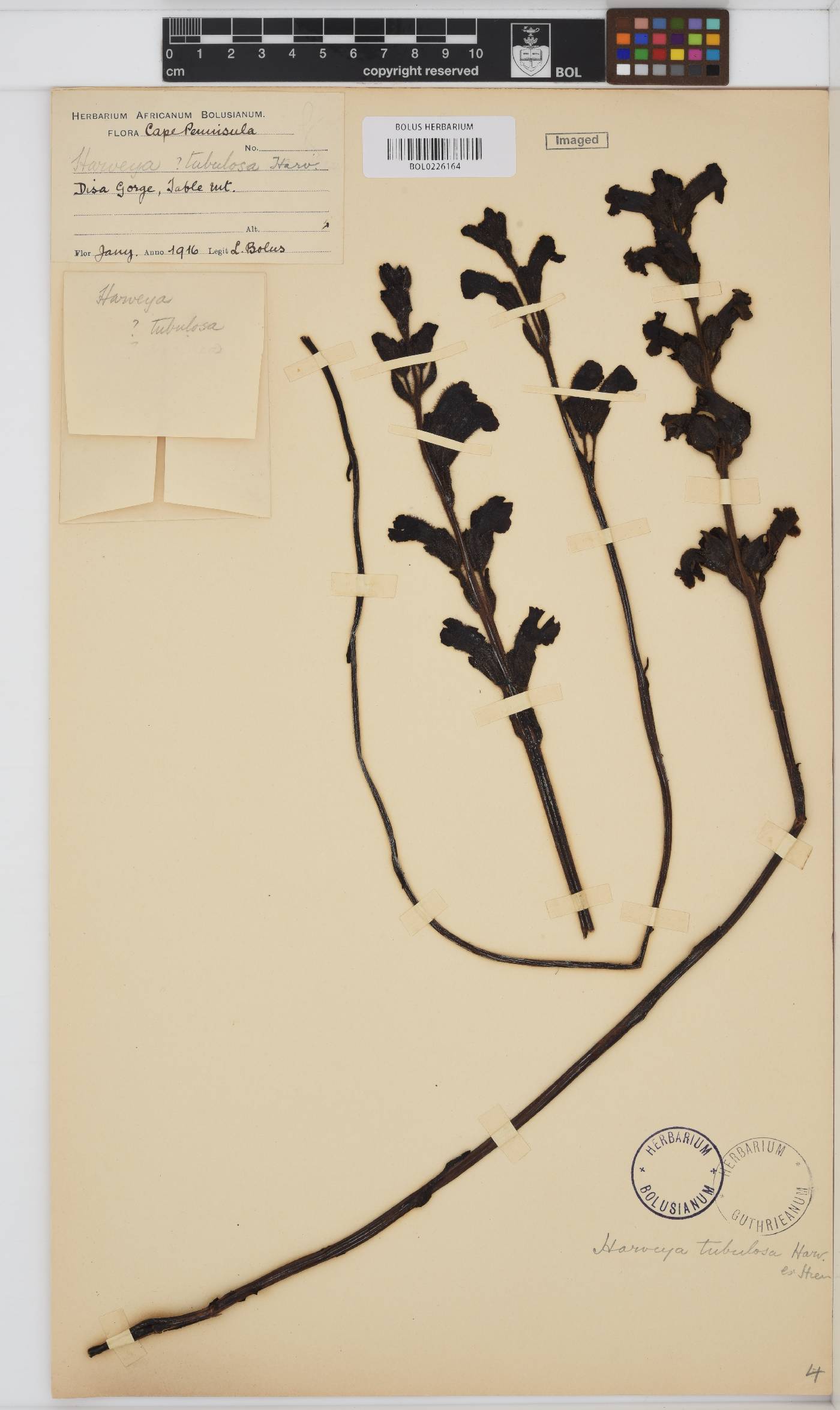 Harveya pauciflora image
