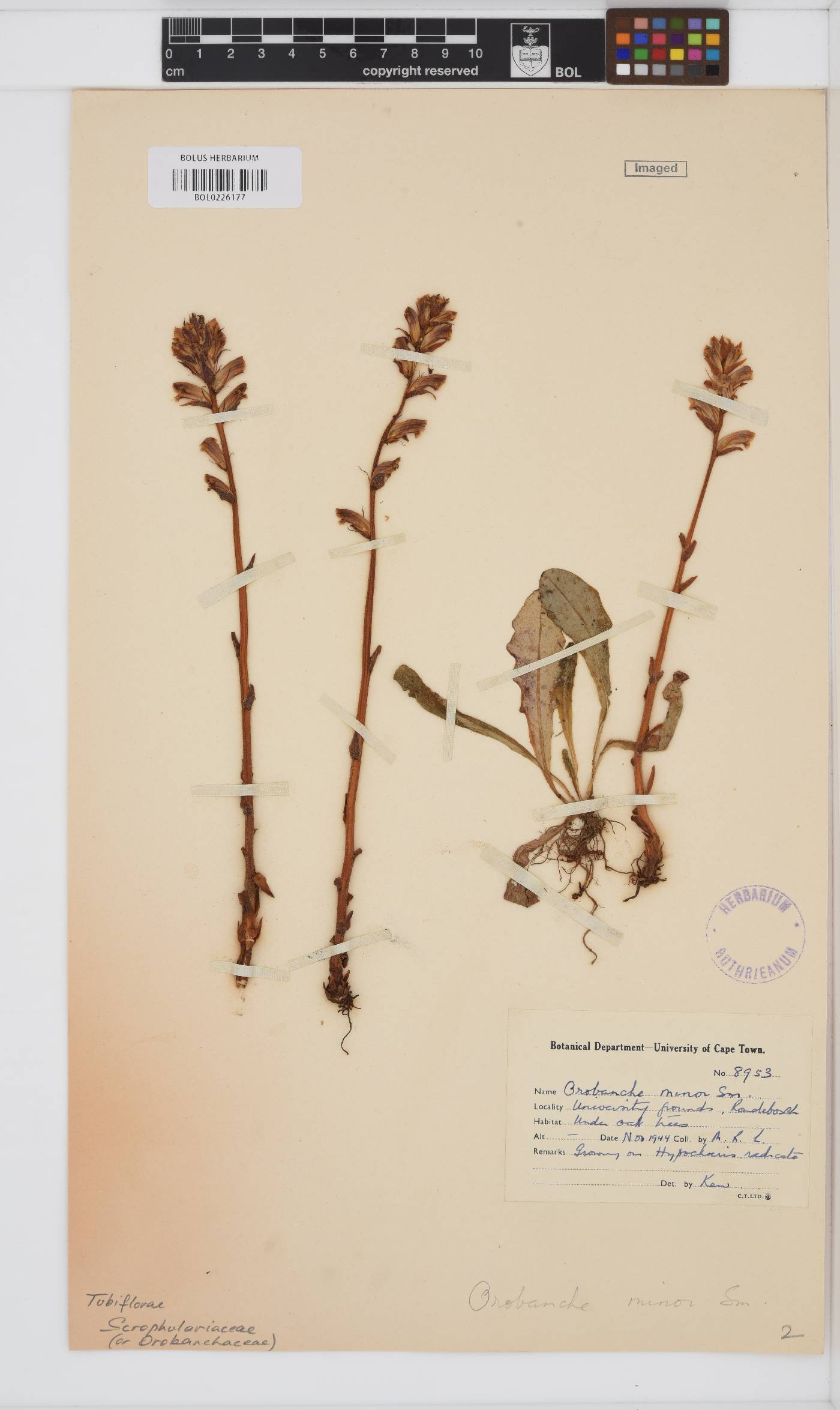 Orobanche minor image