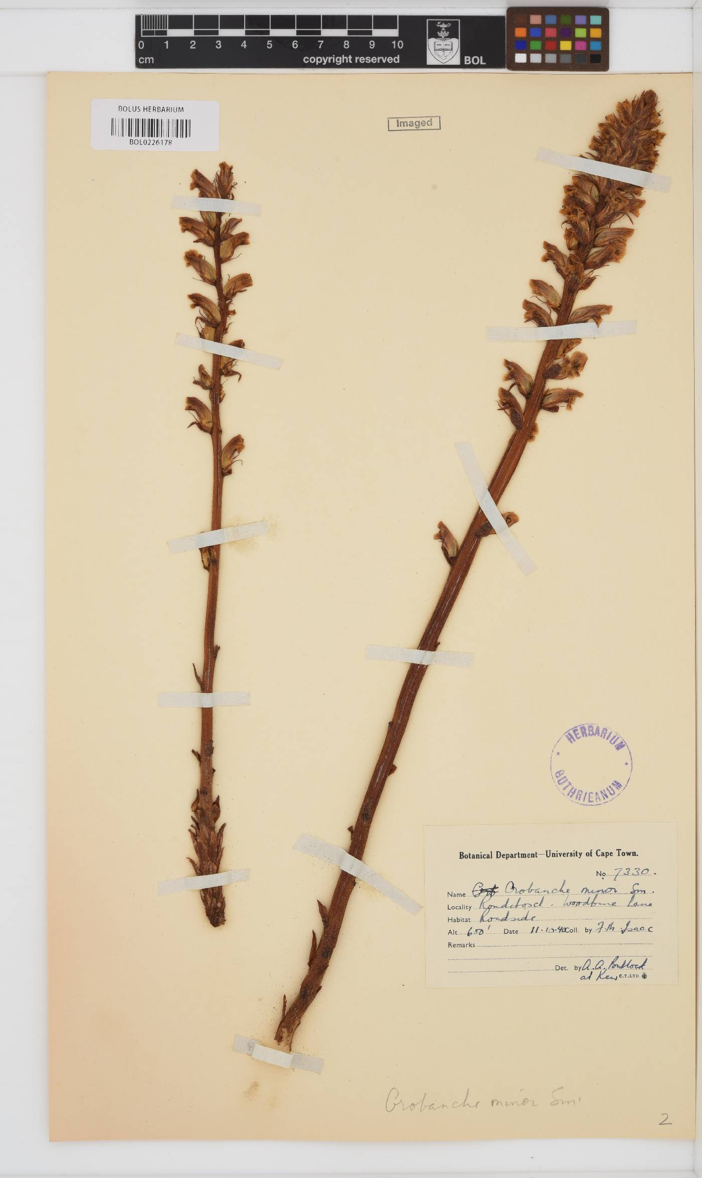 Orobanche minor image