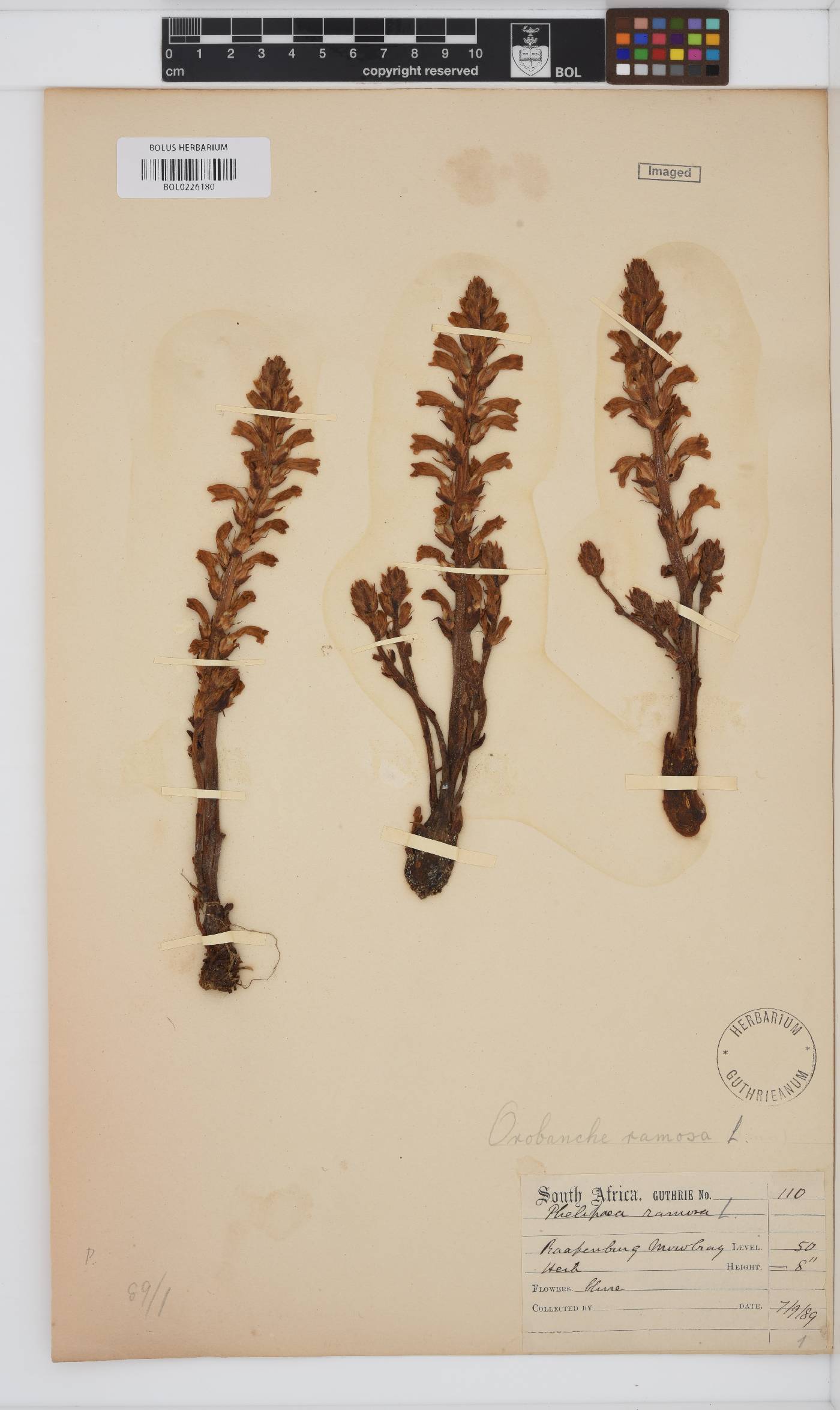 Orobanche ramosa image