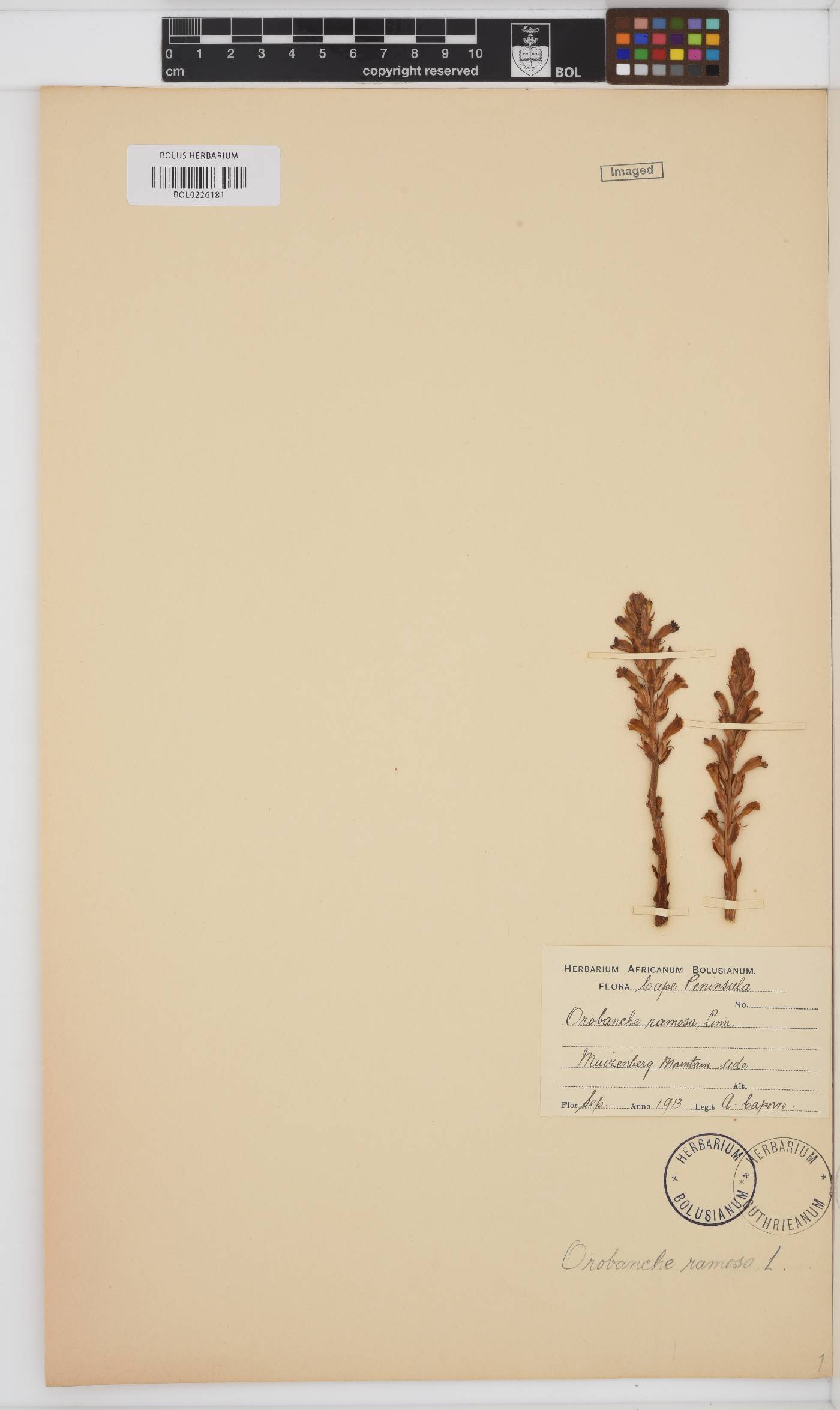 Orobanche ramosa image