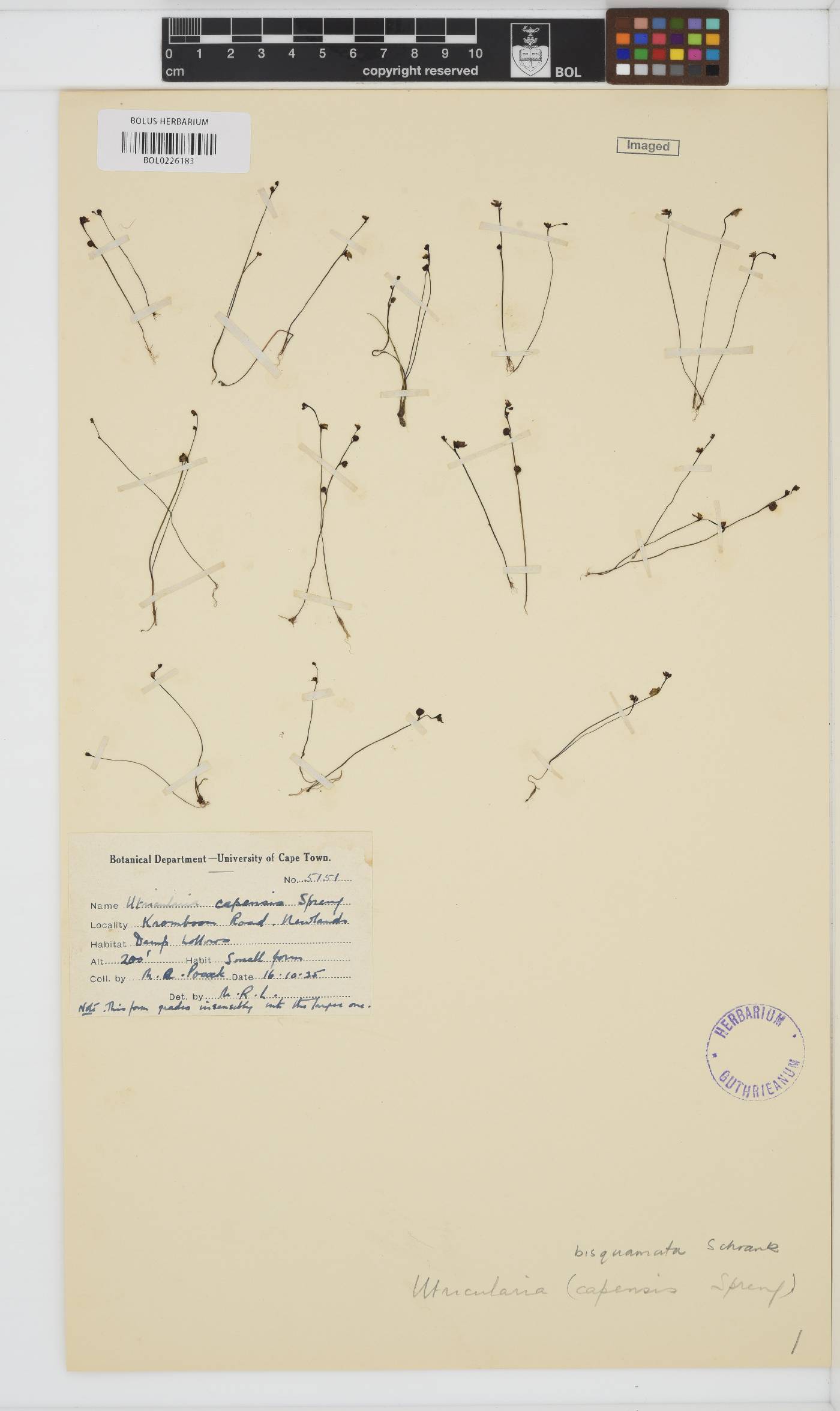 Utricularia image