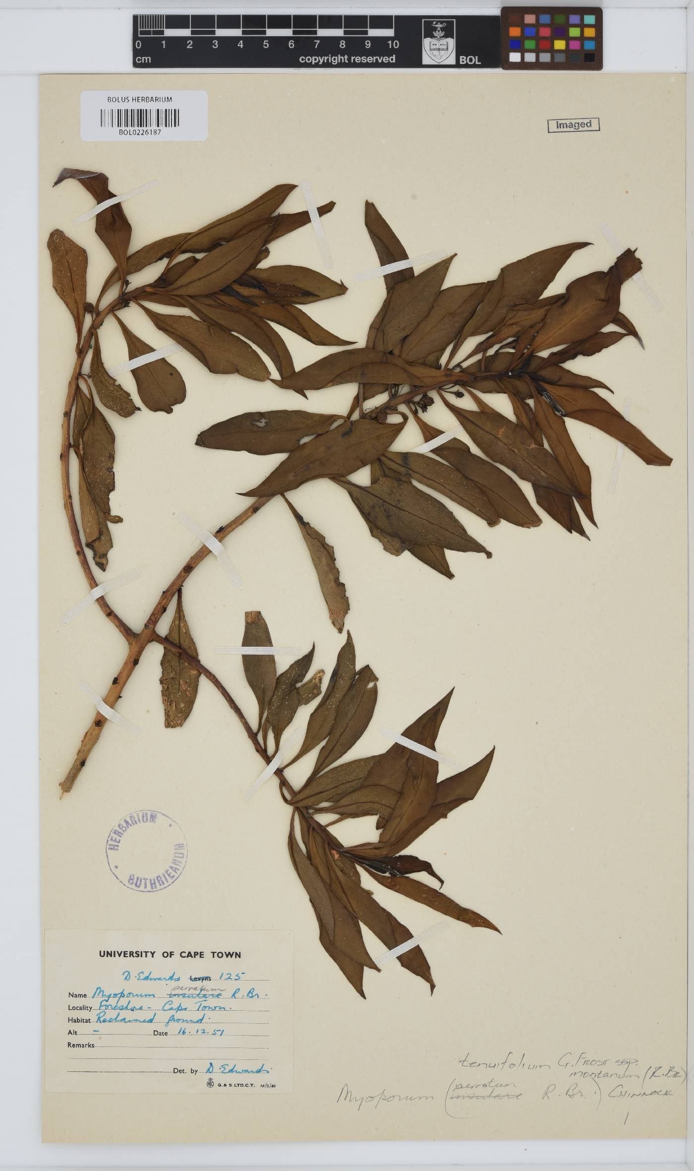 Myoporum montanum image