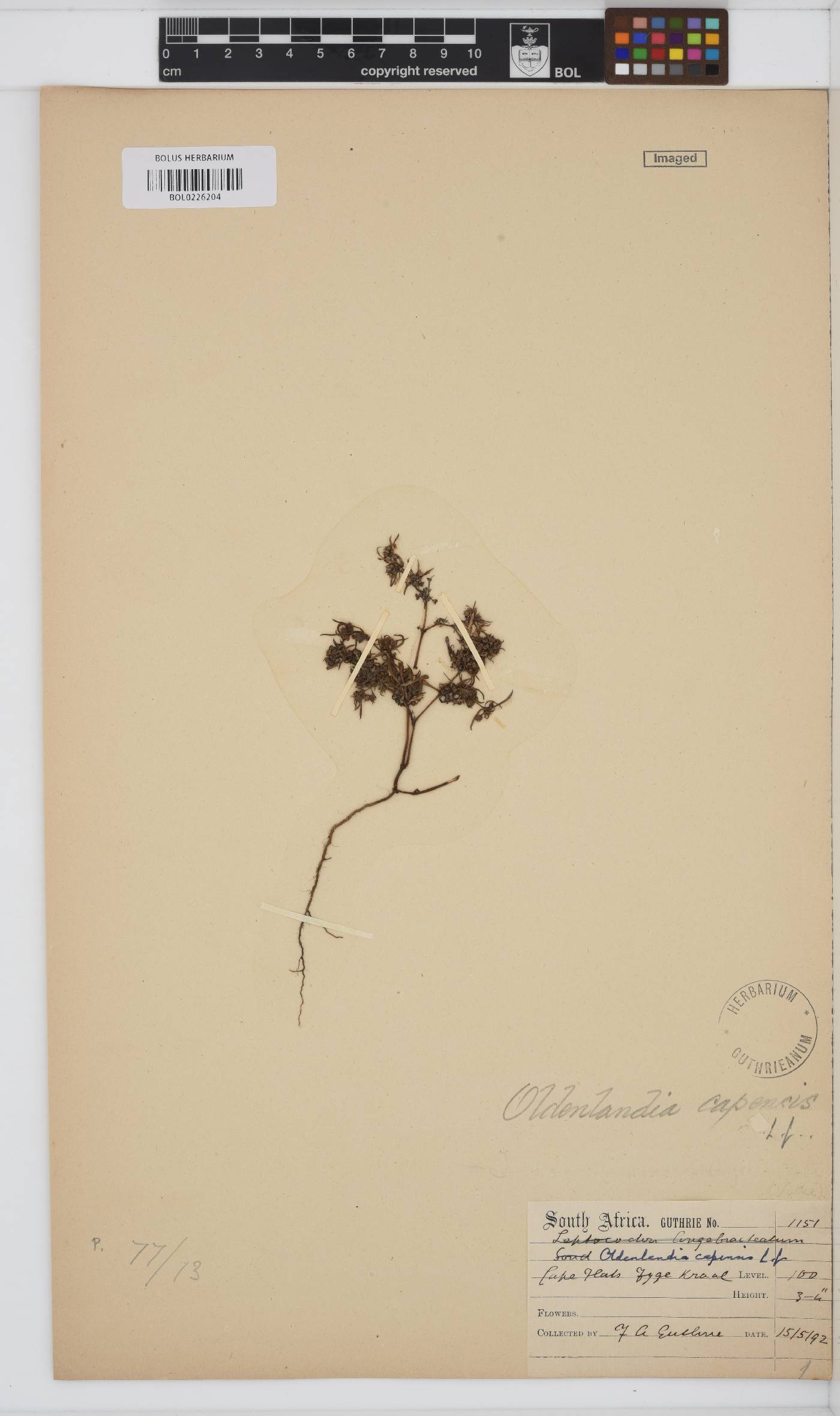 Oldenlandia capensis var. capensis image