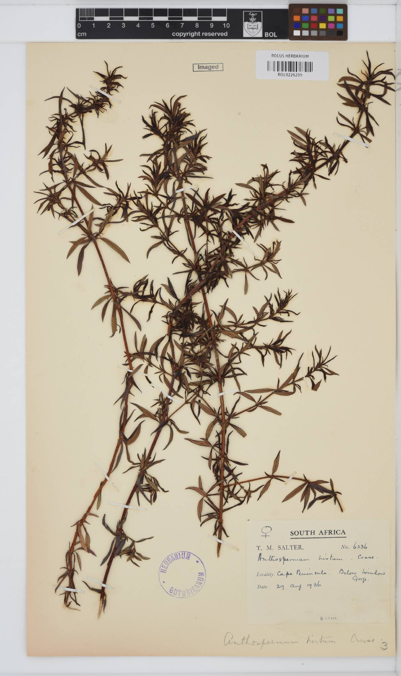 Anthospermum hirtum image