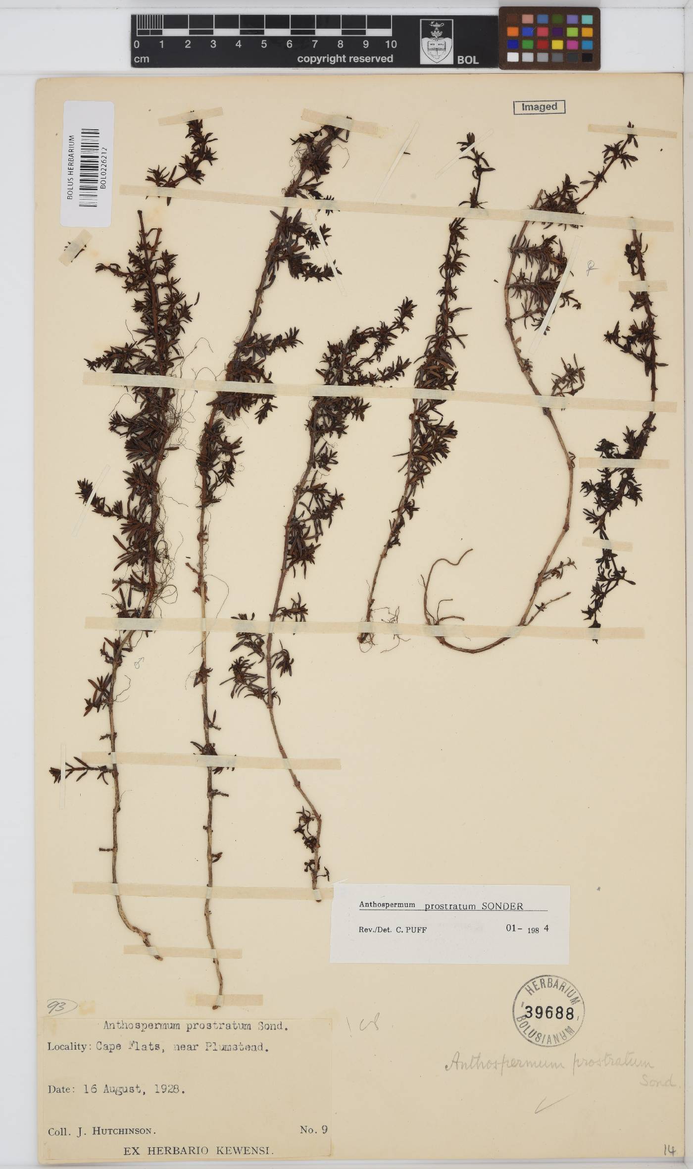 Anthospermum prostratum image