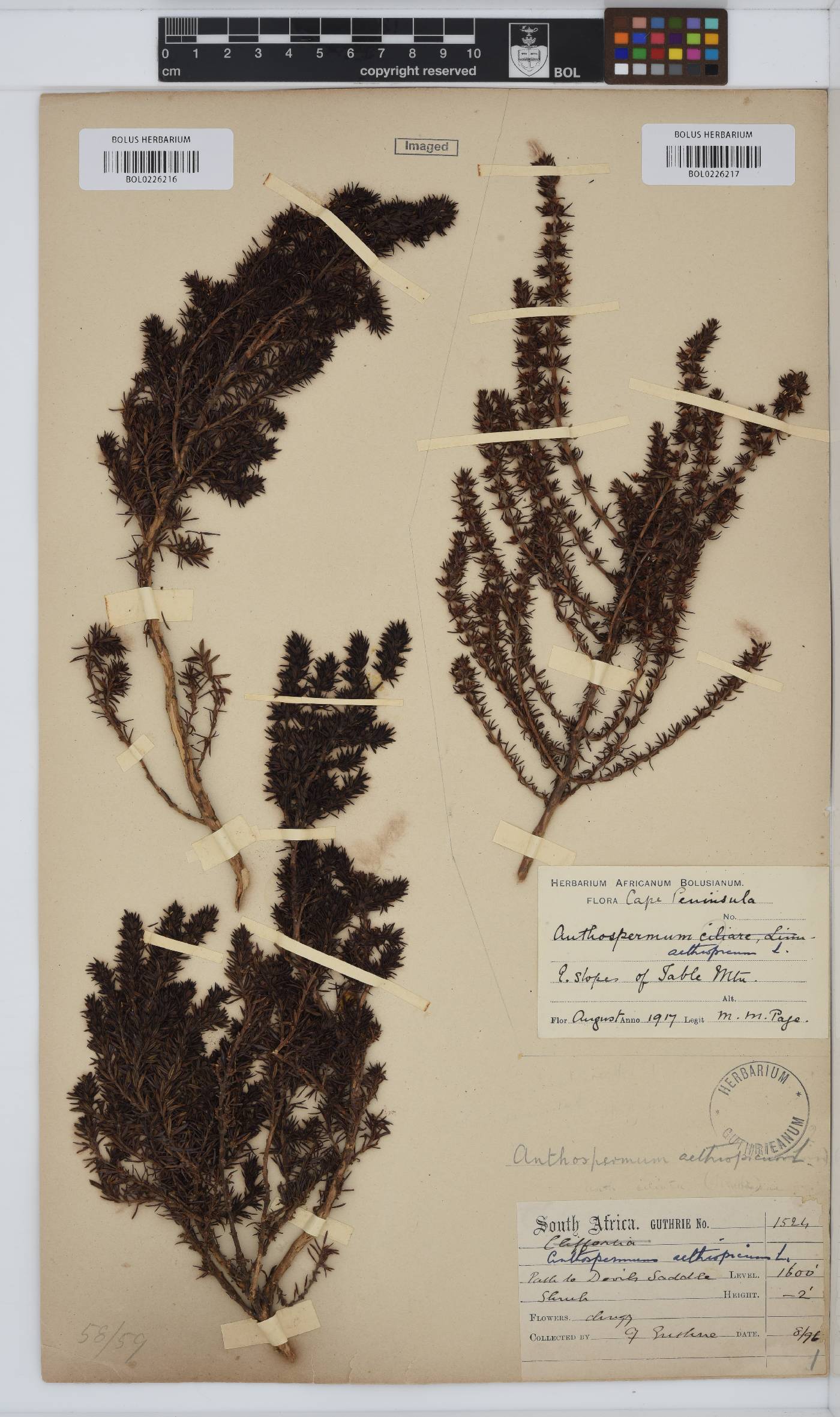 Anthospermum aethiopicum image