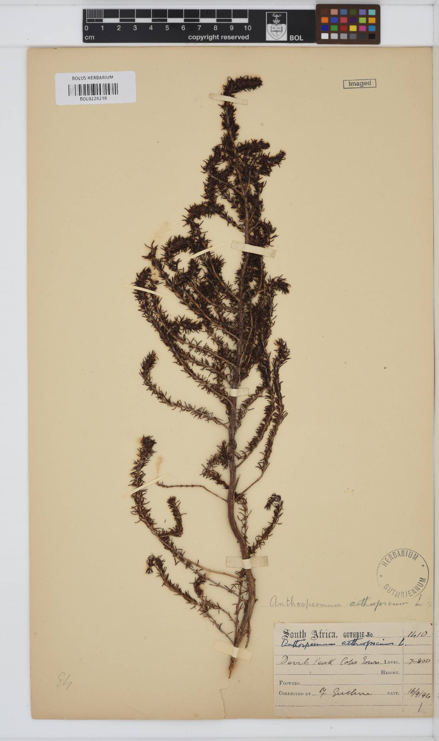 Anthospermum aethiopicum image