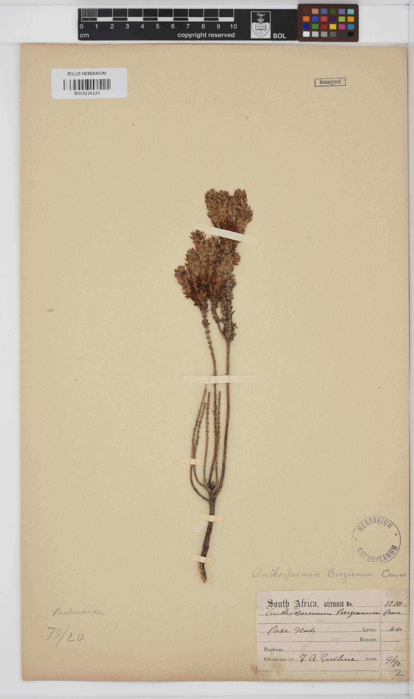 Anthospermum bergianum image