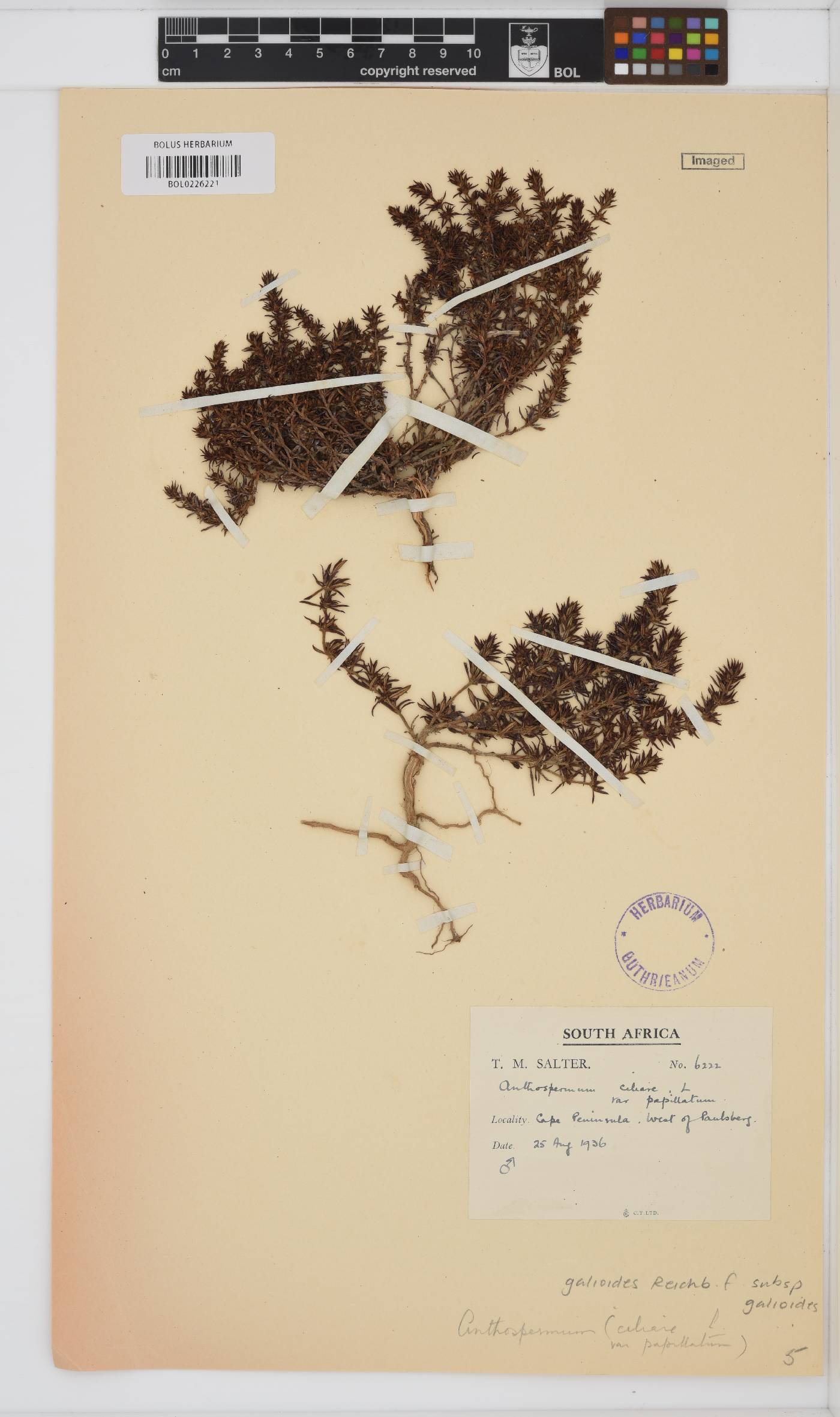 Anthospermum galioides subsp. galioides image