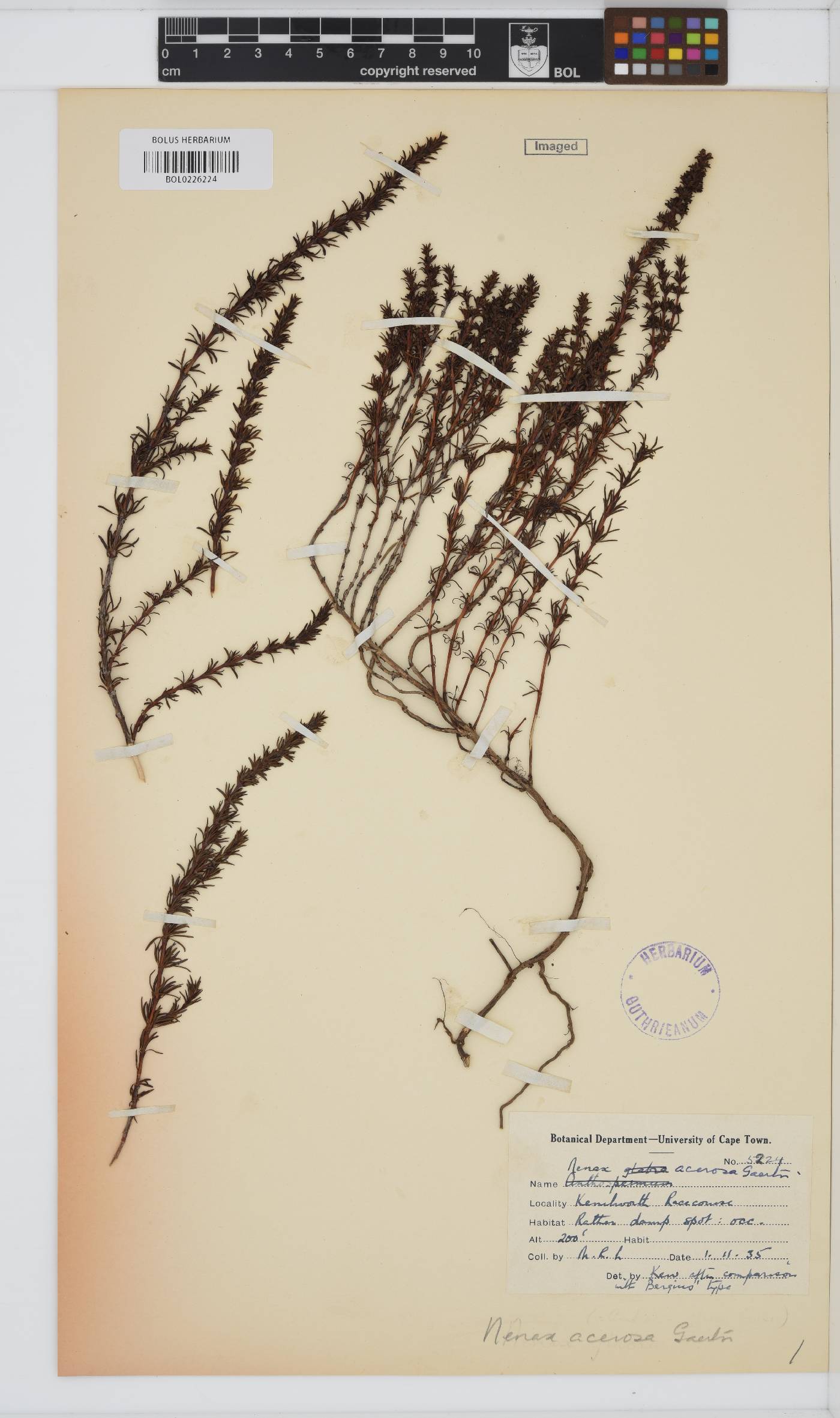 Nenax acerosa subsp. acerosa image