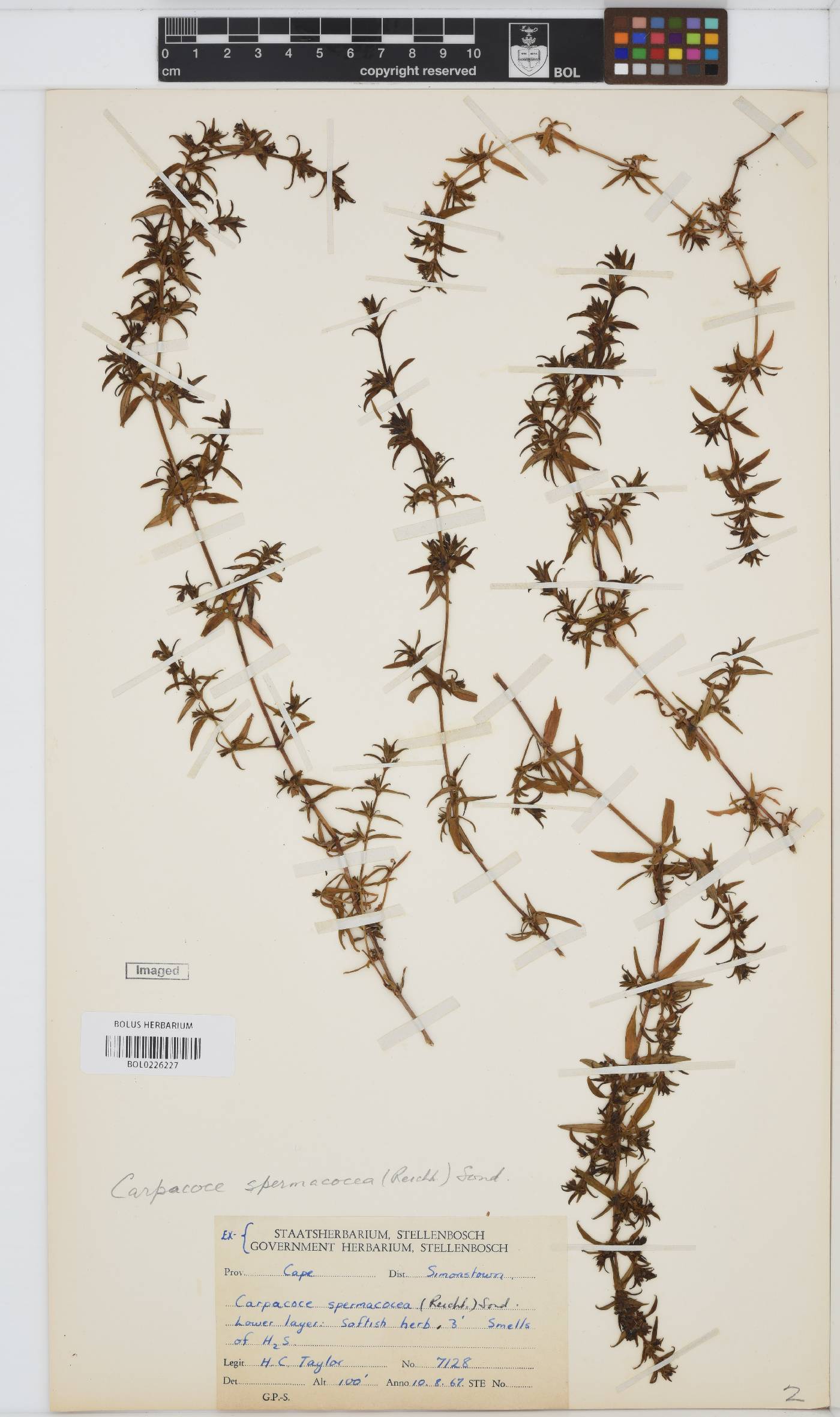 Carpacoce spermacocea subsp. spermacocea image