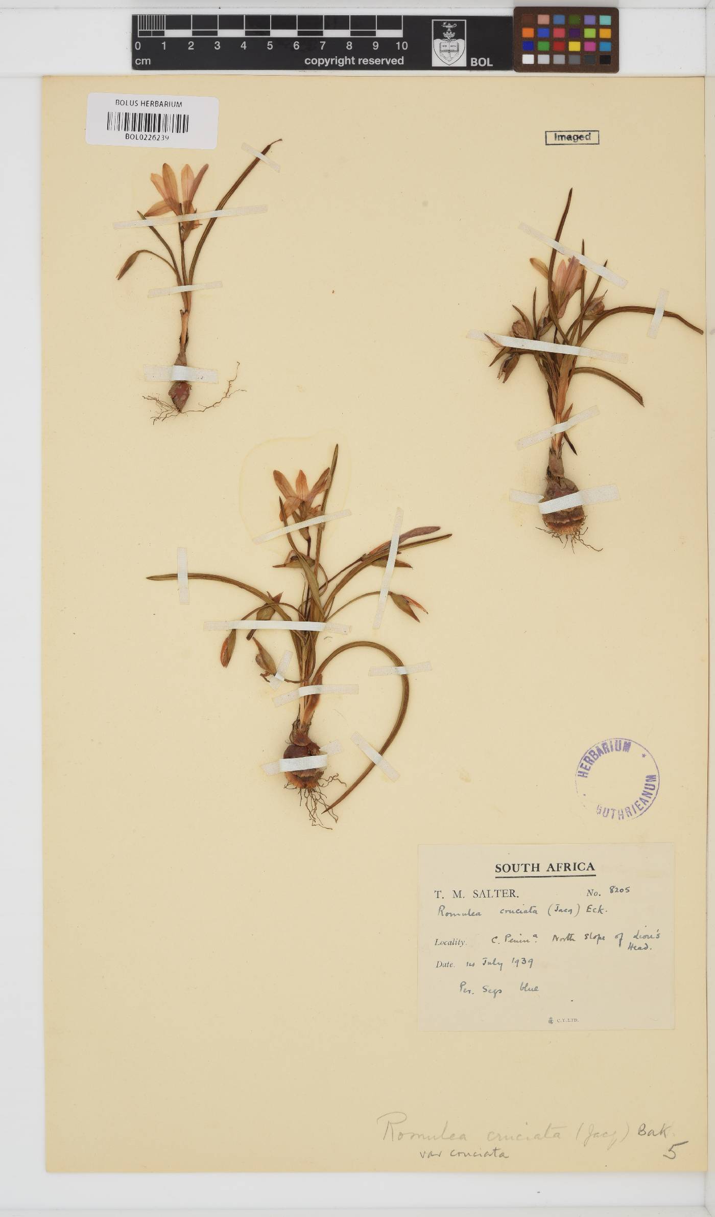 Romulea cruciata var. cruciata image