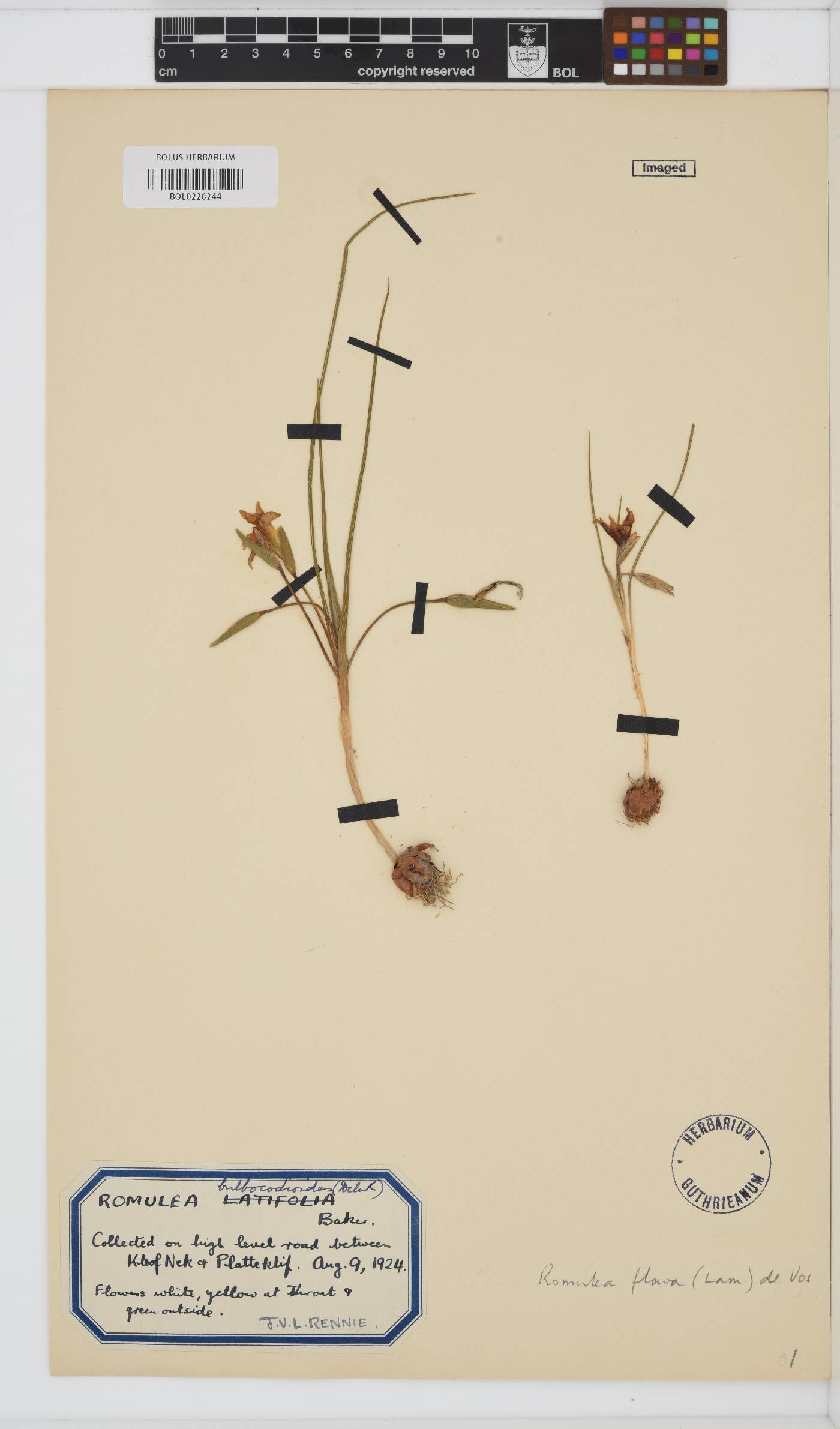 Romulea flava image
