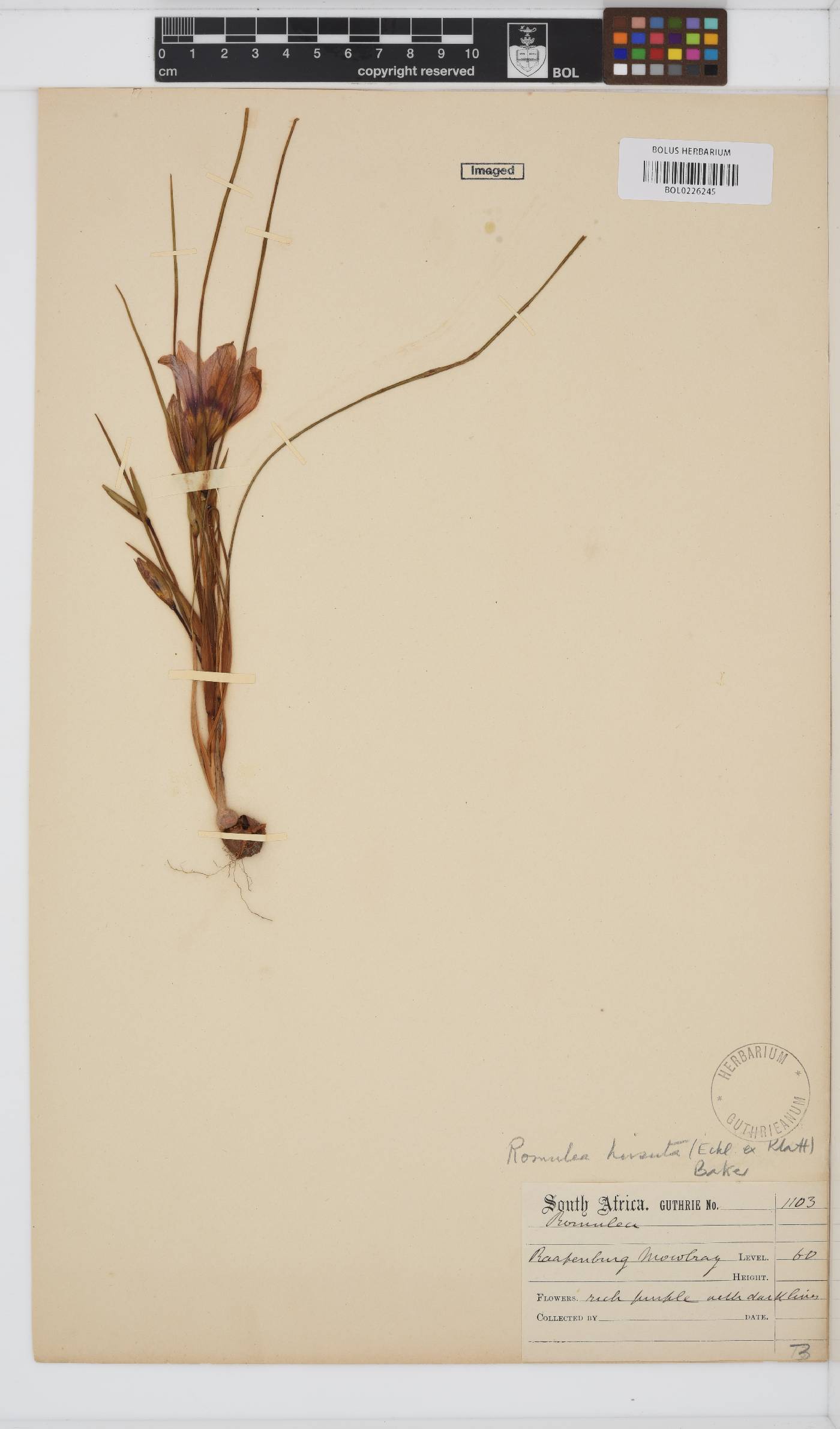 Romulea hirsuta image