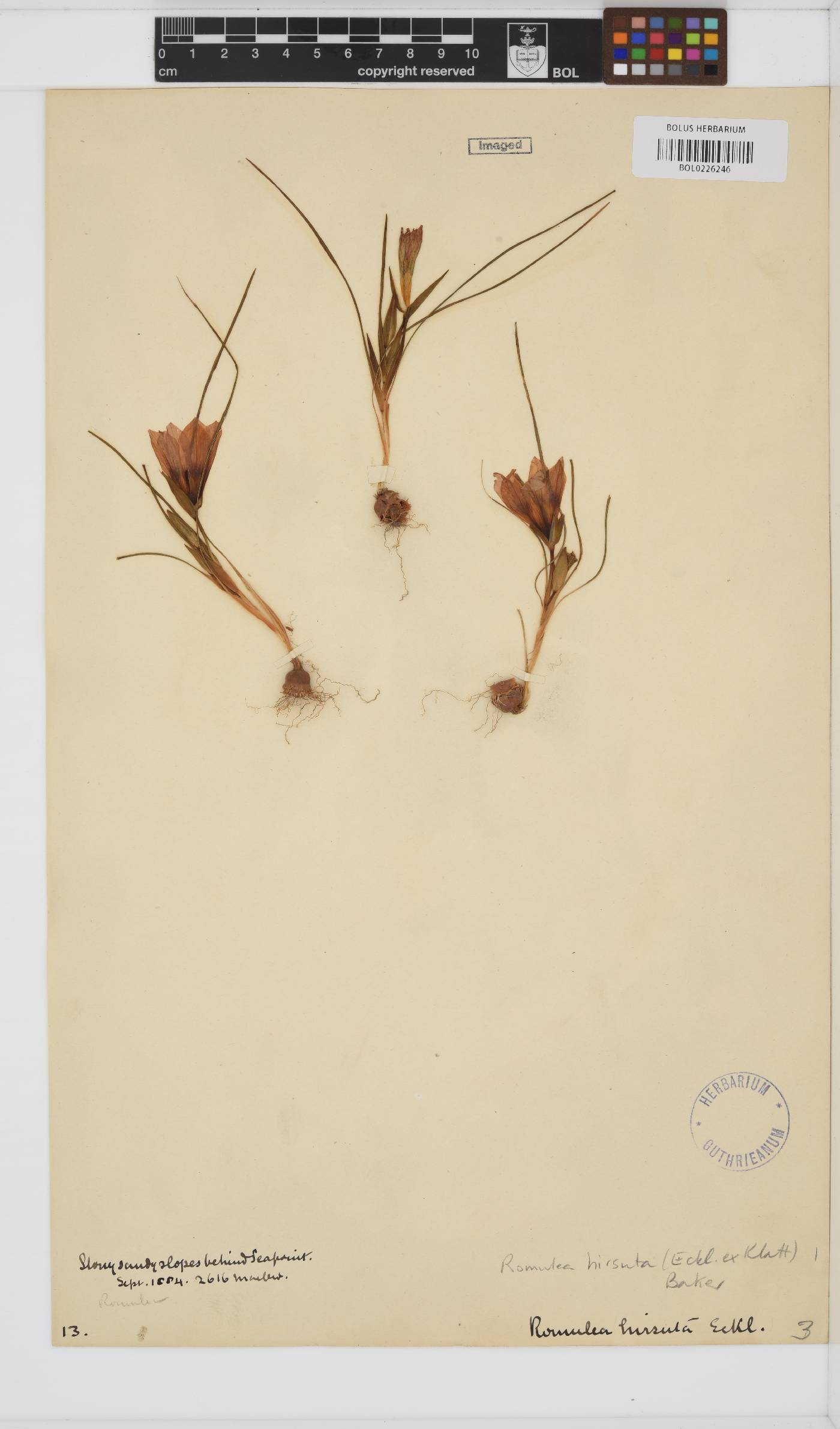 Romulea hirsuta var. hirsuta image