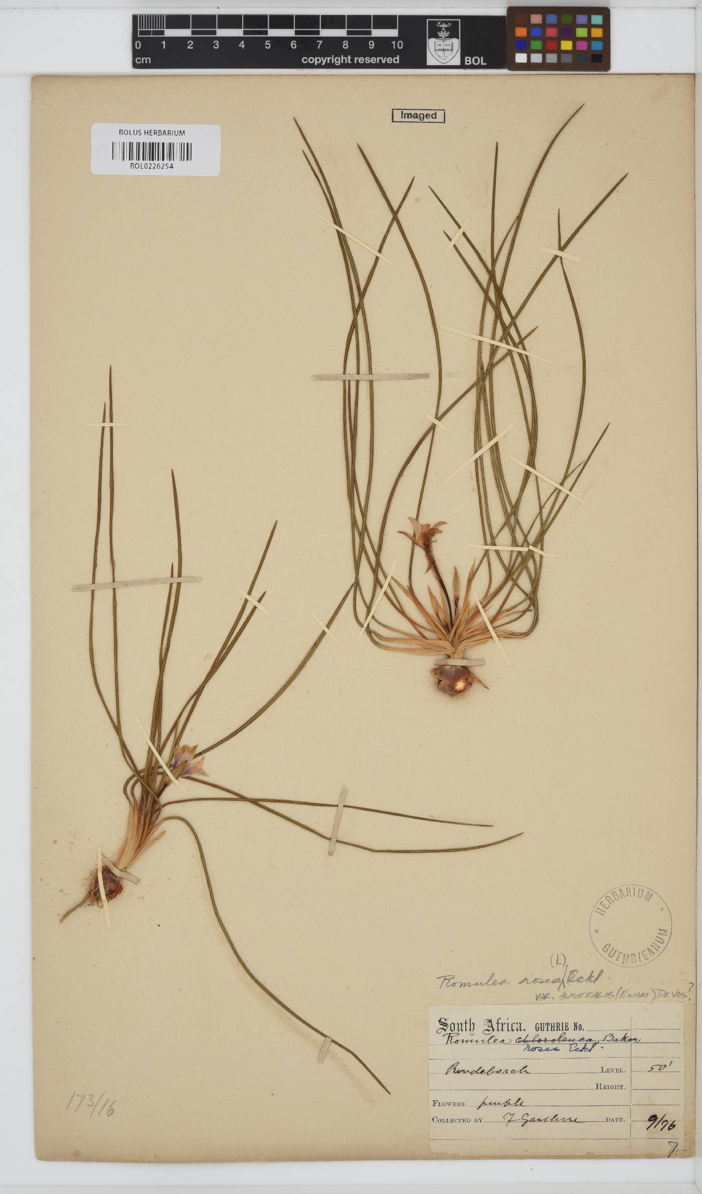 Romulea rosea image
