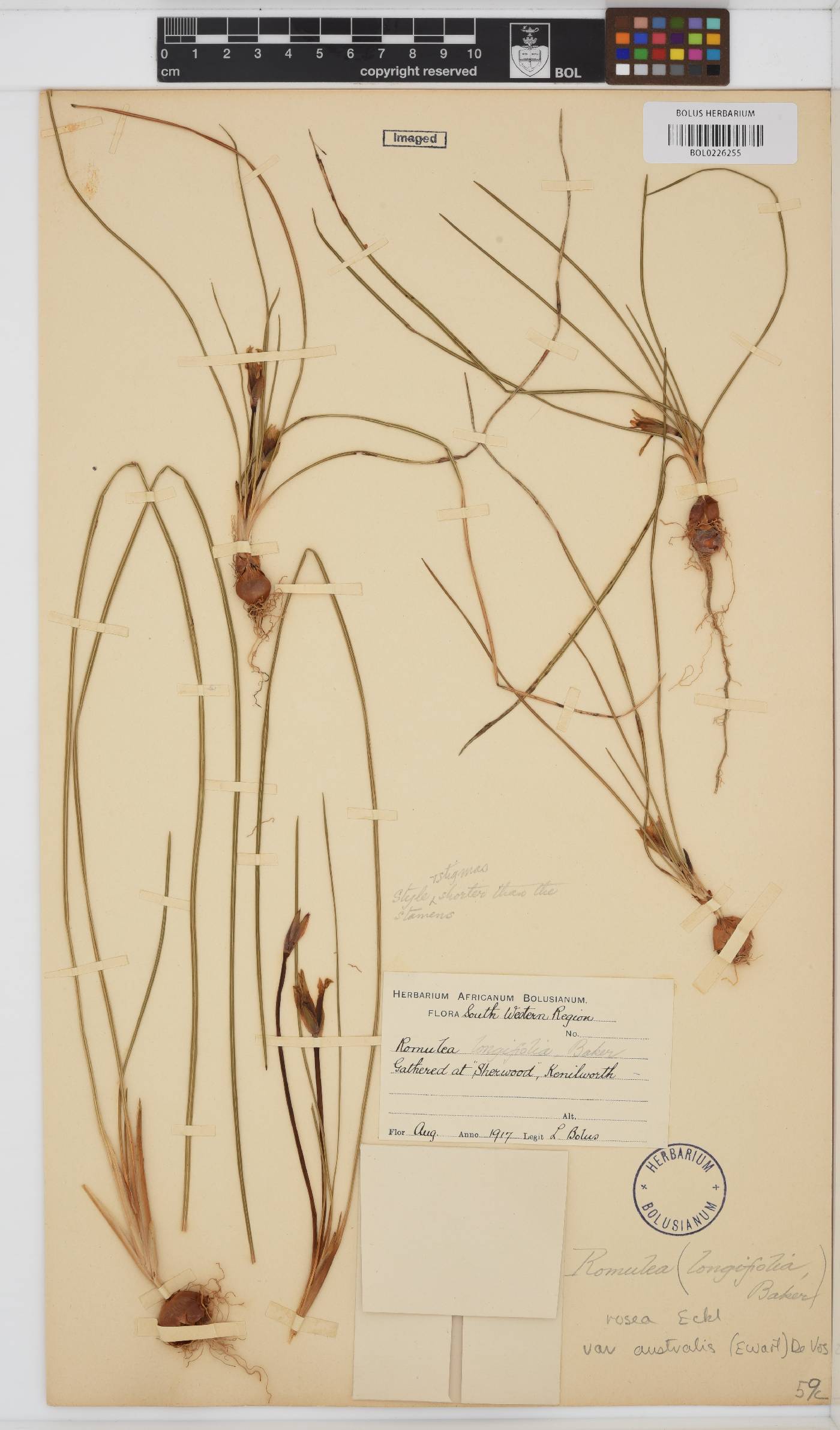 Romulea rosea var. australis image