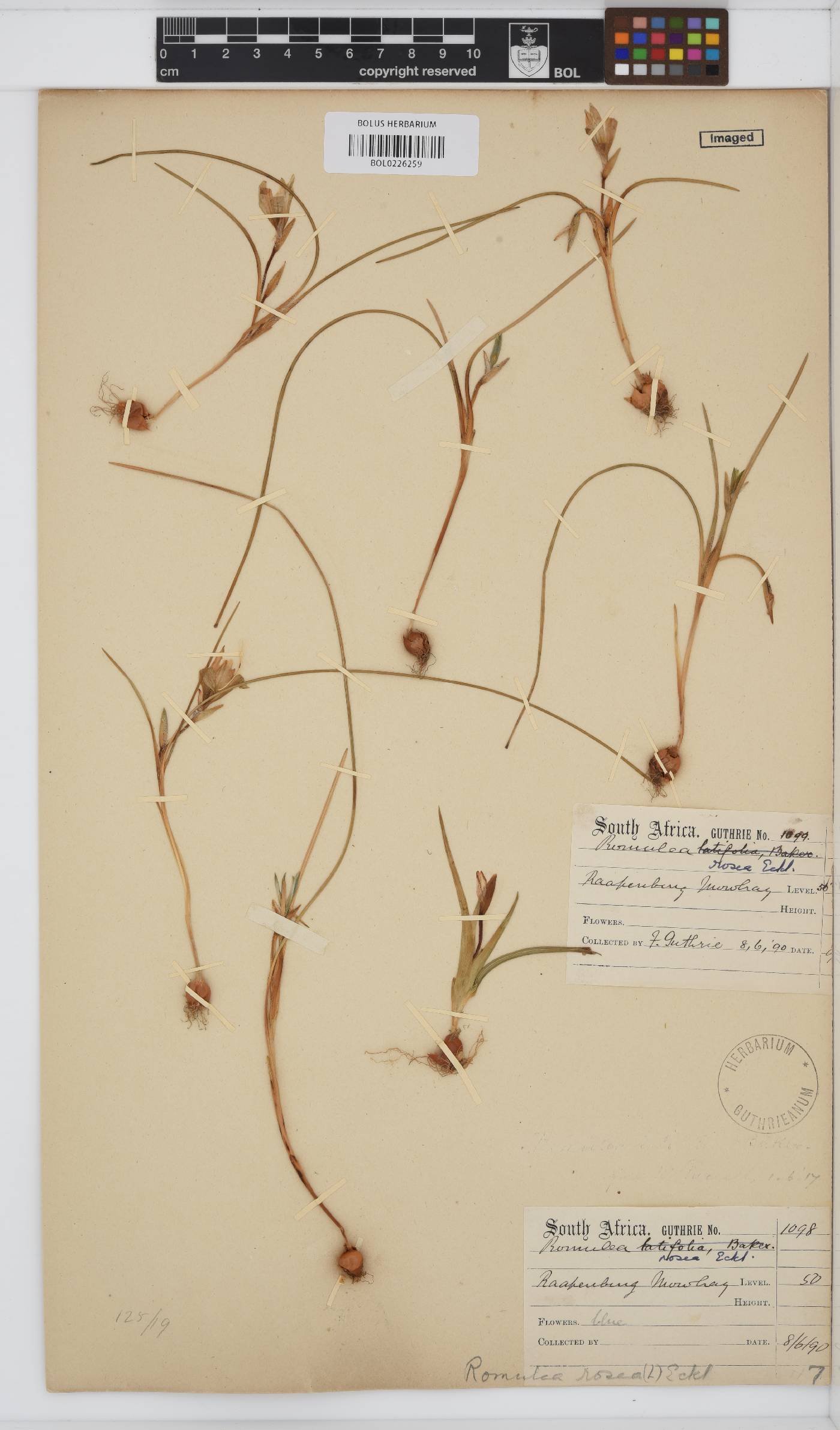 Romulea flava var. flava image