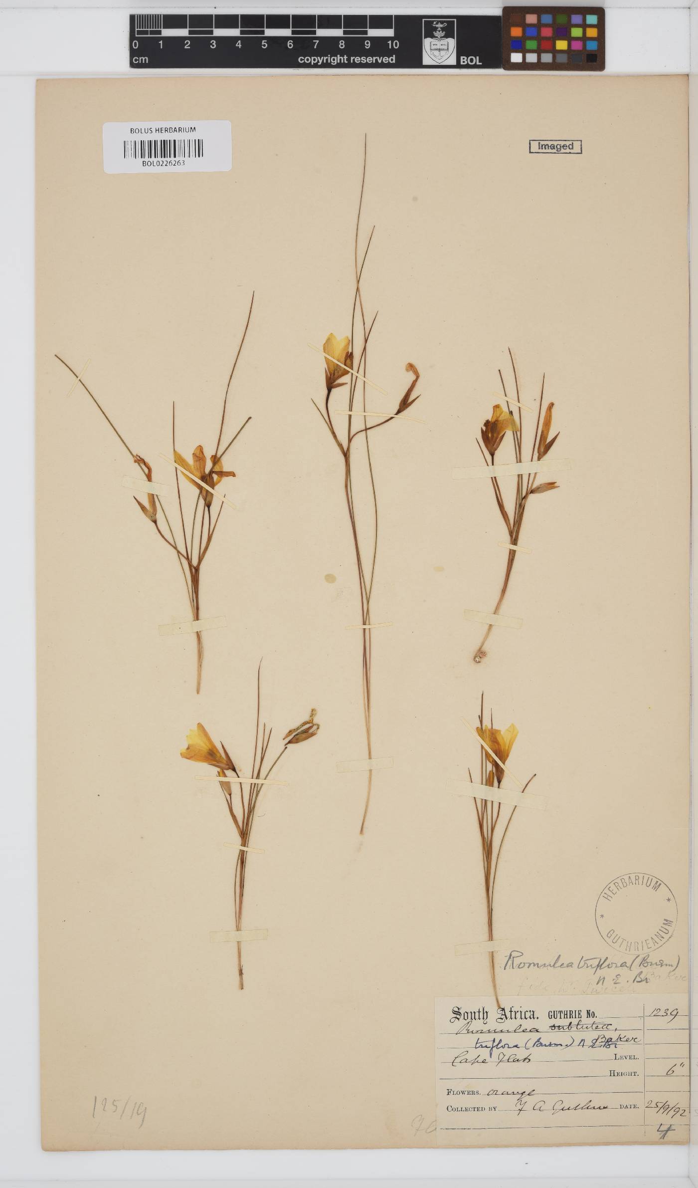 Romulea triflora image
