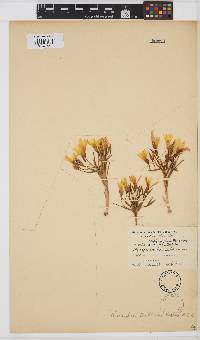 Romulea triflora image
