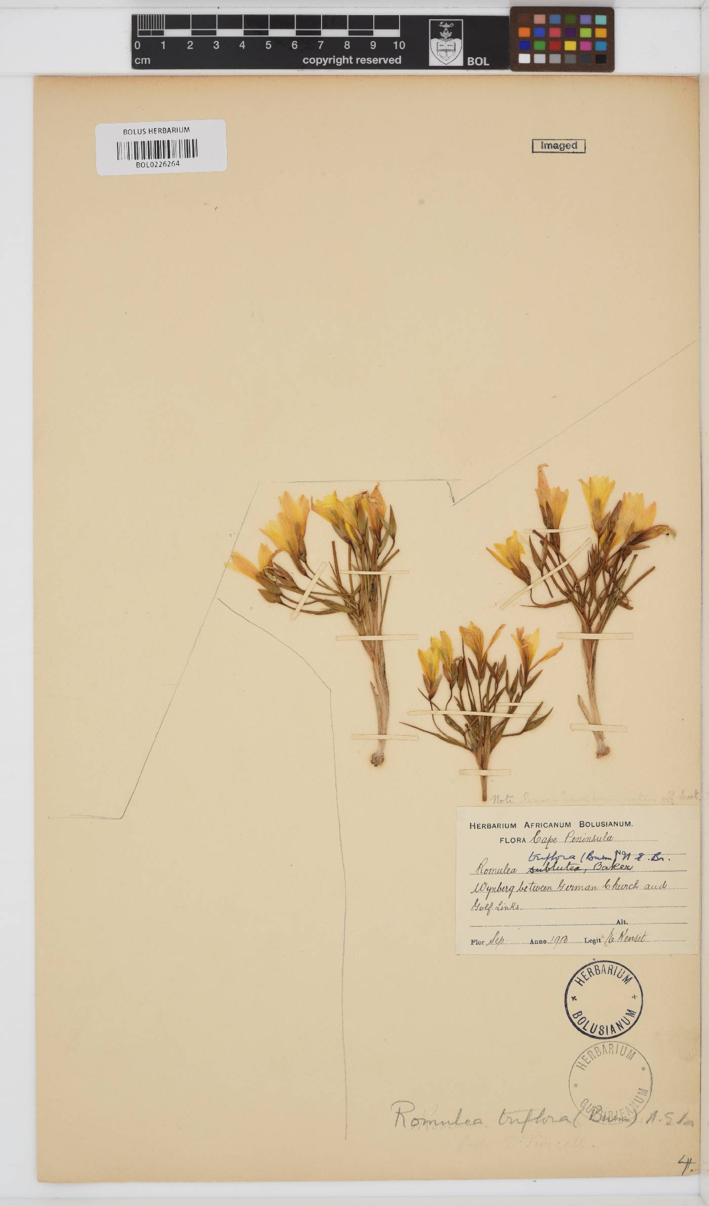 Romulea triflora image