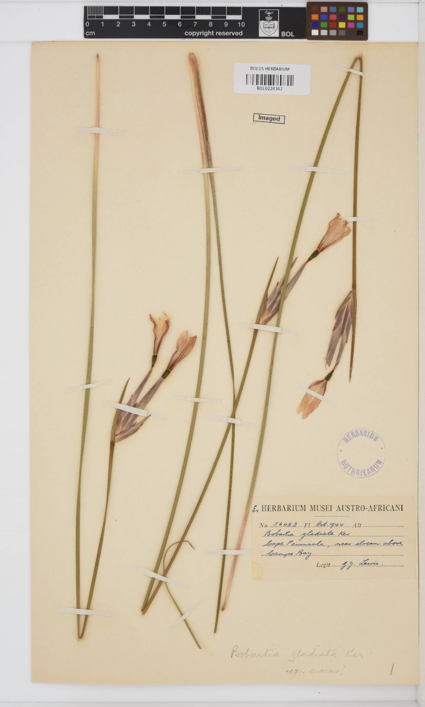 Bobartia image