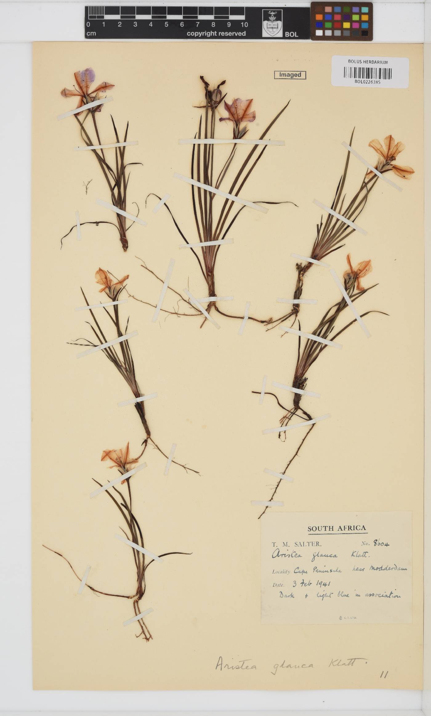 Aristea glauca image