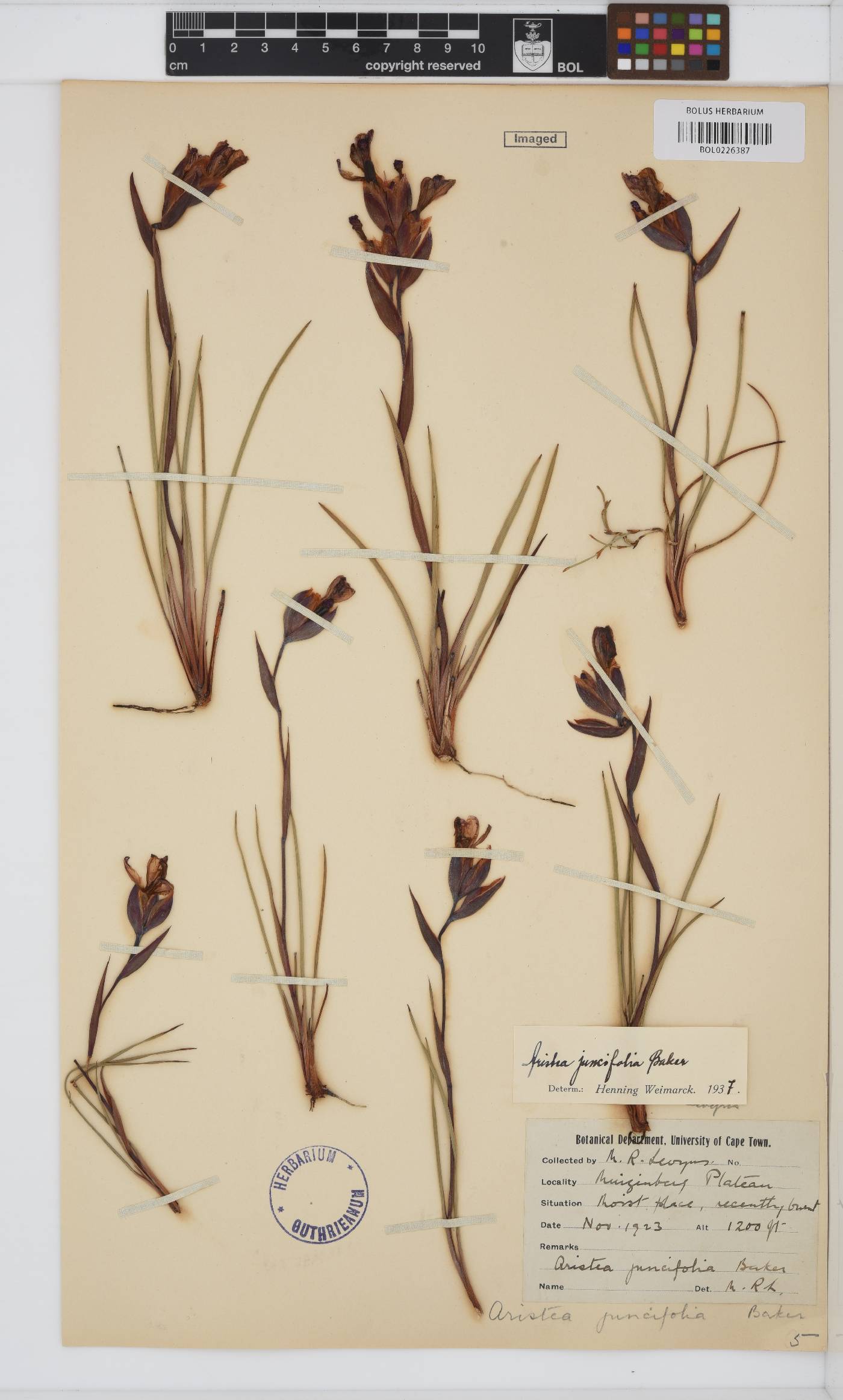 Aristea juncifolia image
