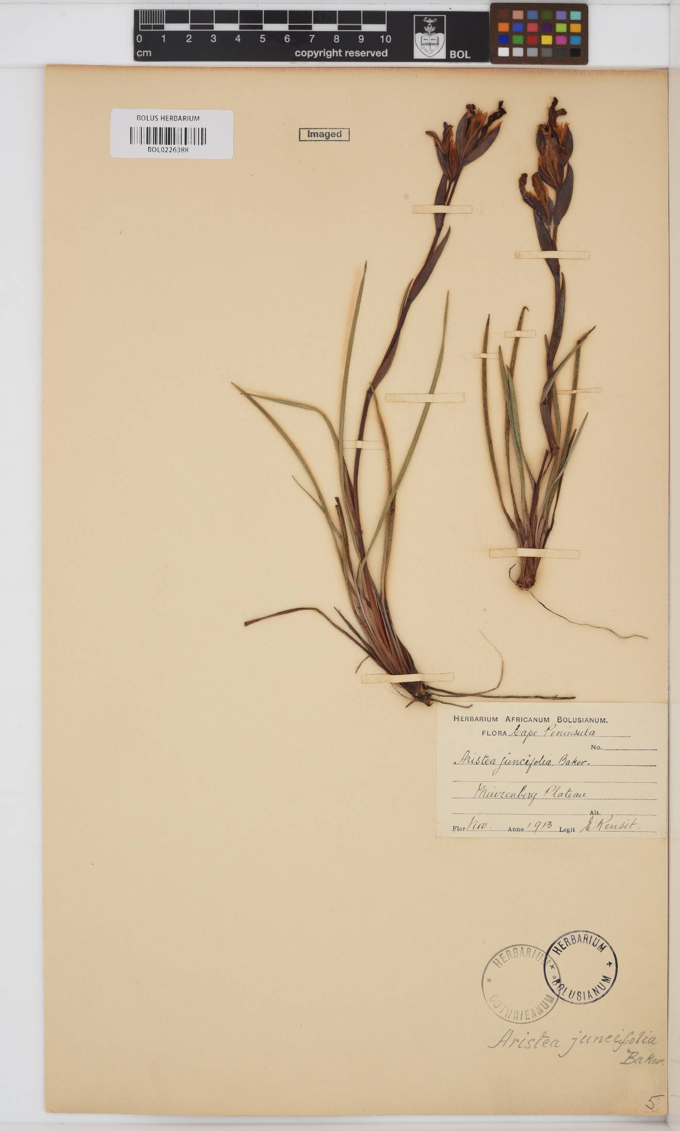 Aristea juncifolia image