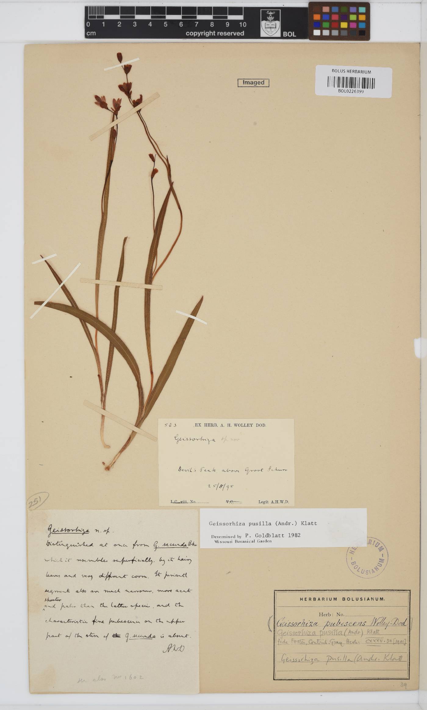 Geissorhiza pusilla image