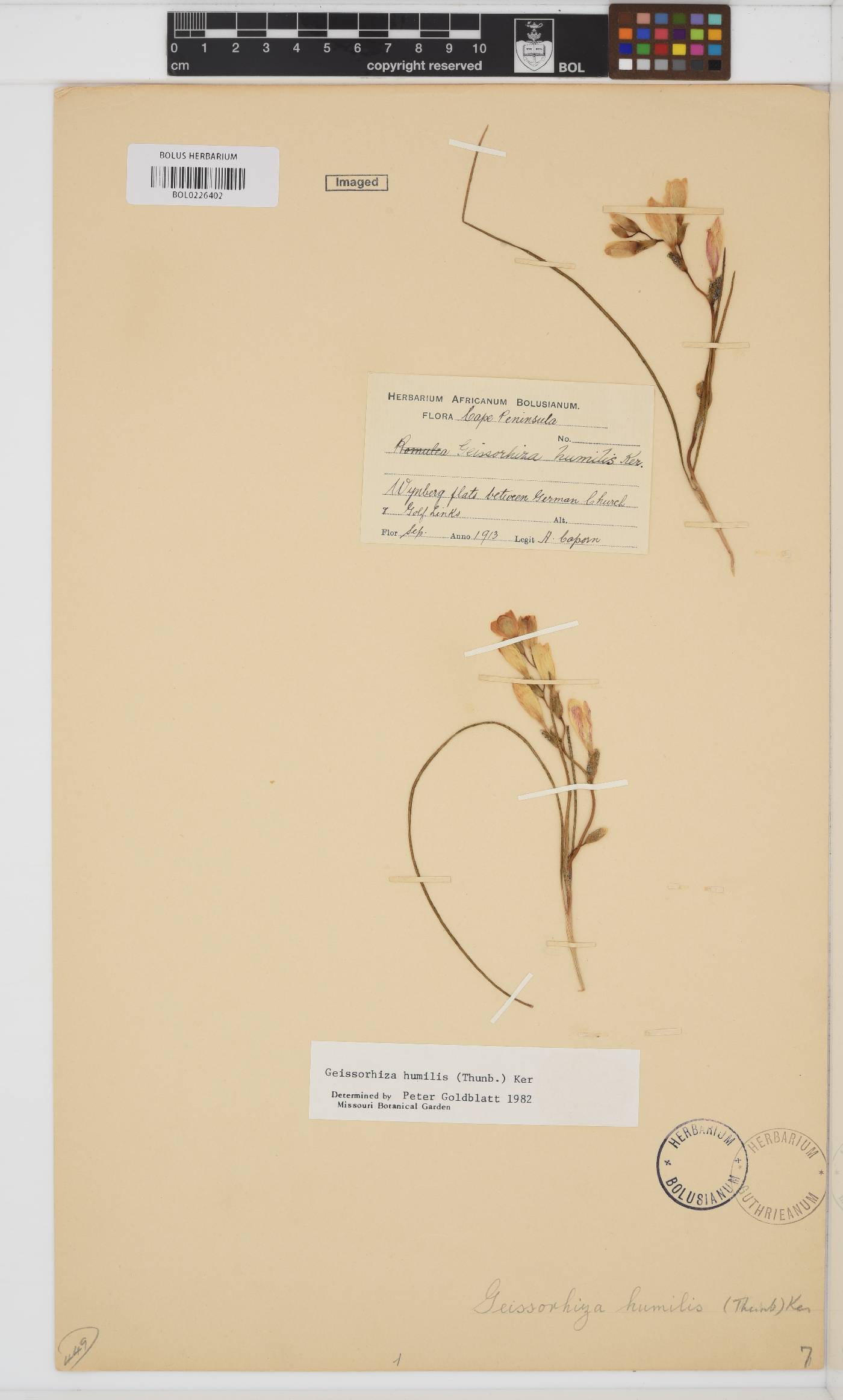 Geissorhiza humilis image