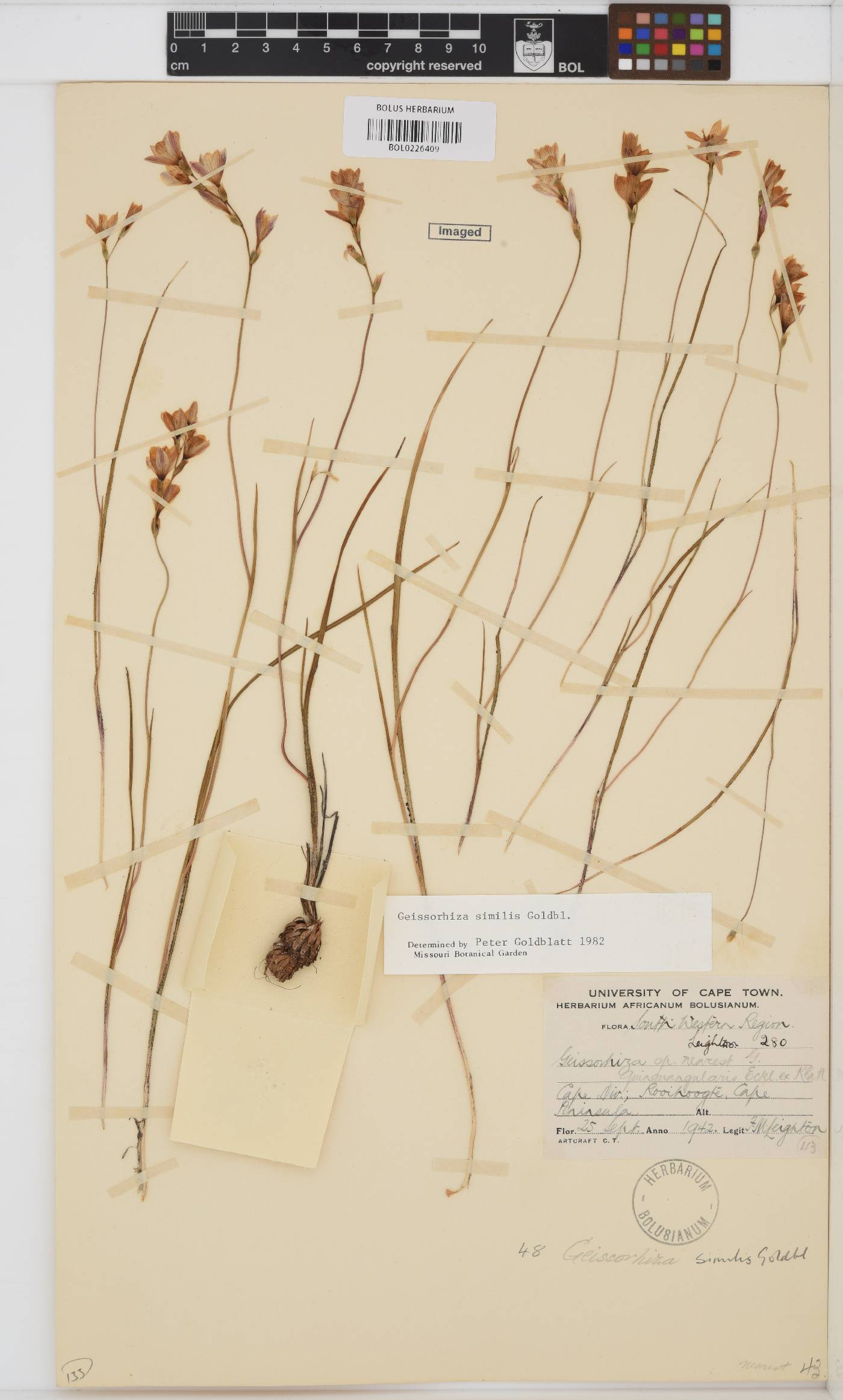 Geissorhiza similis image