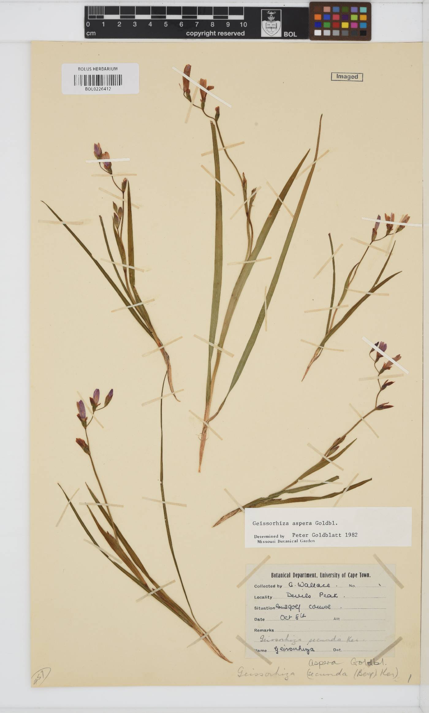 Geissorhiza aspera image