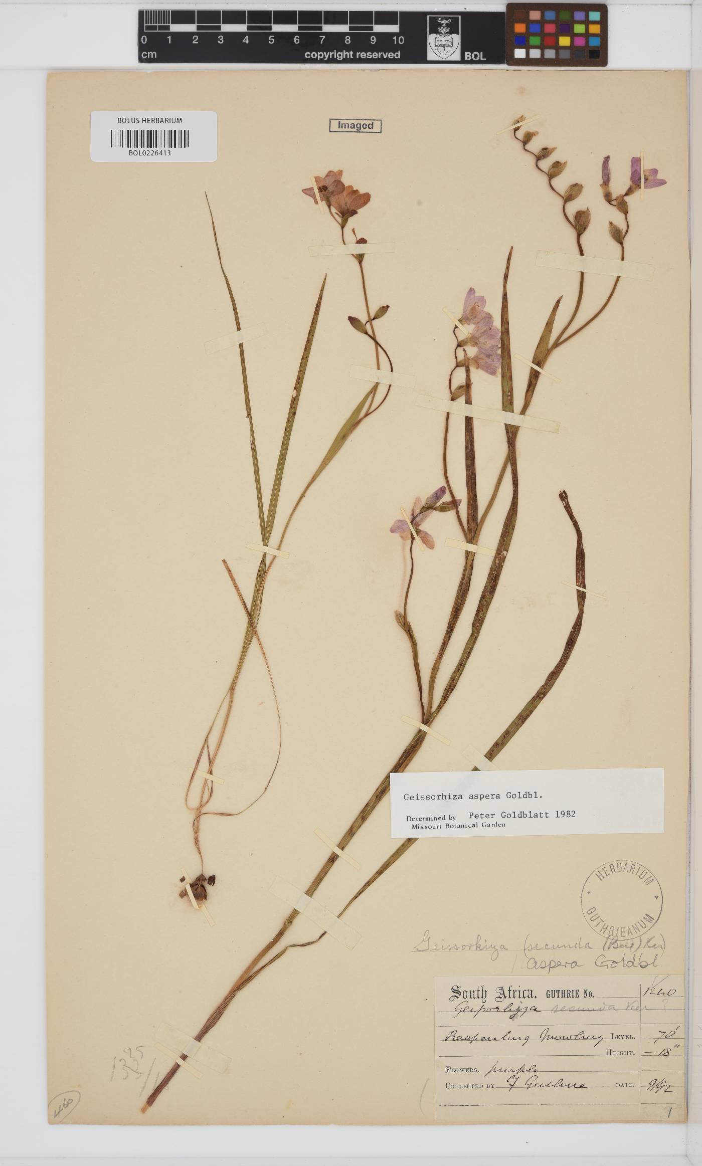 Geissorhiza aspera image
