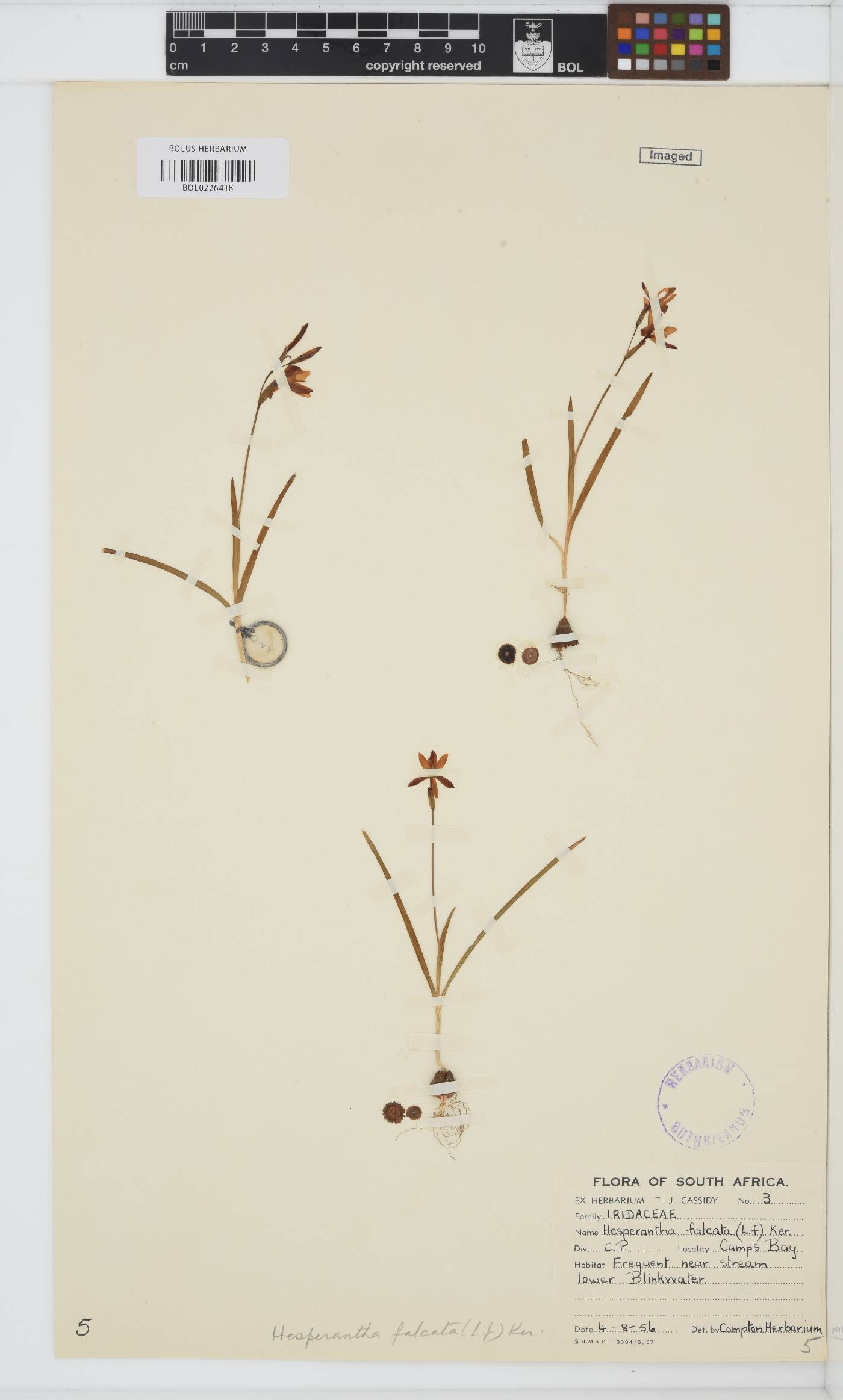 Hesperantha falcata image