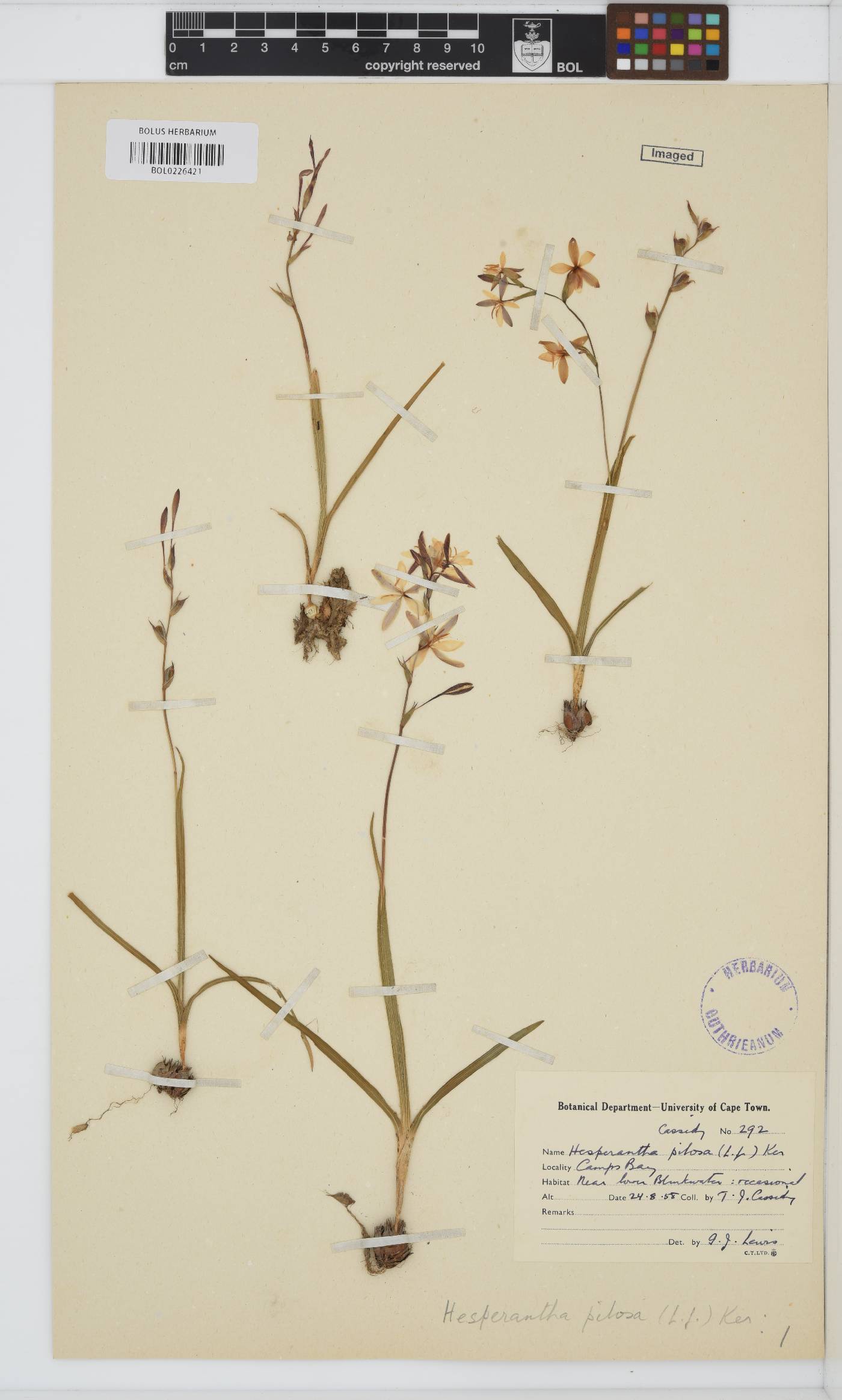 Hesperantha image