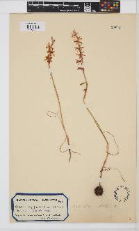 Hesperantha radiata image