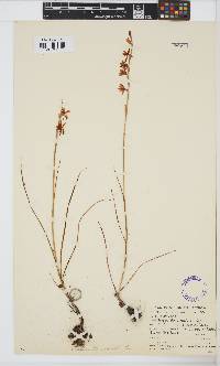 Hesperantha radiata image