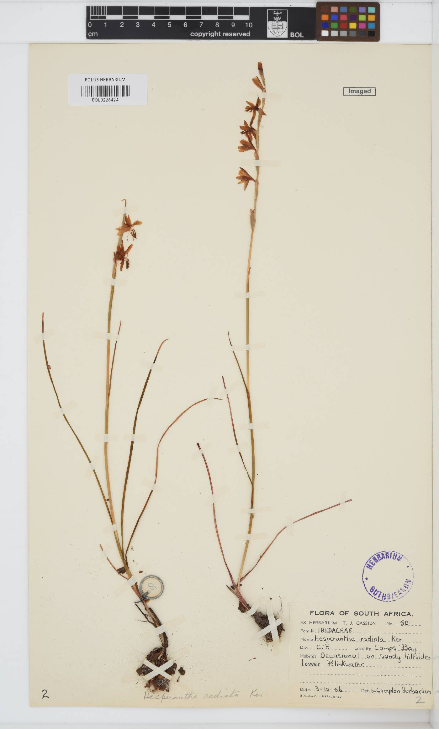 Hesperantha radiata image