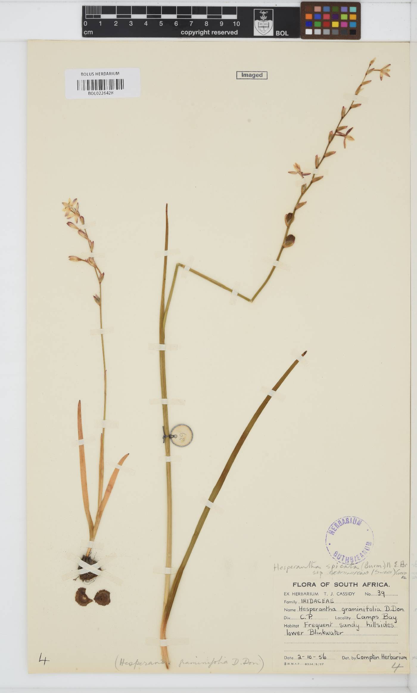 Hesperantha spicata subsp. graminifolia image