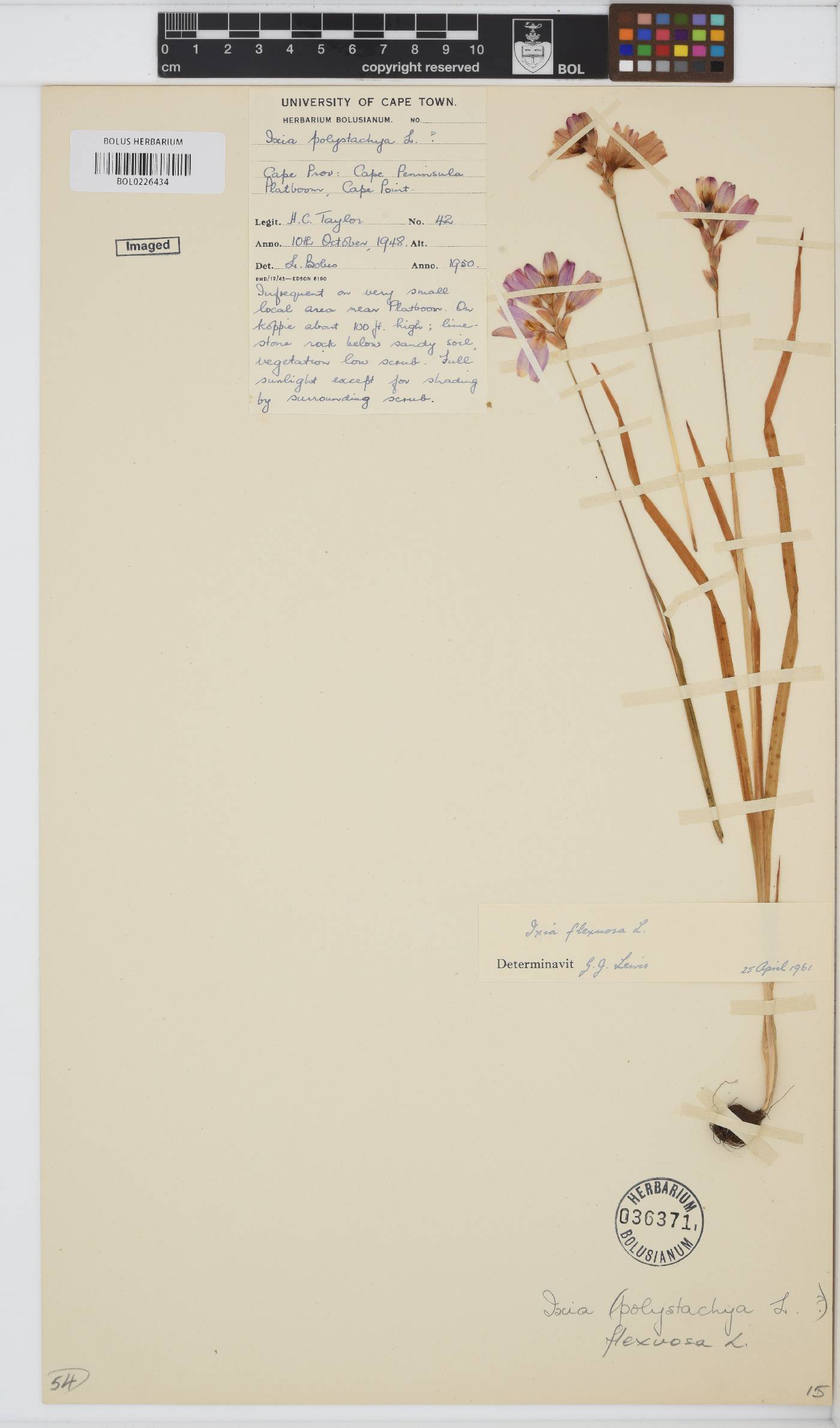 Ixia polystachya image