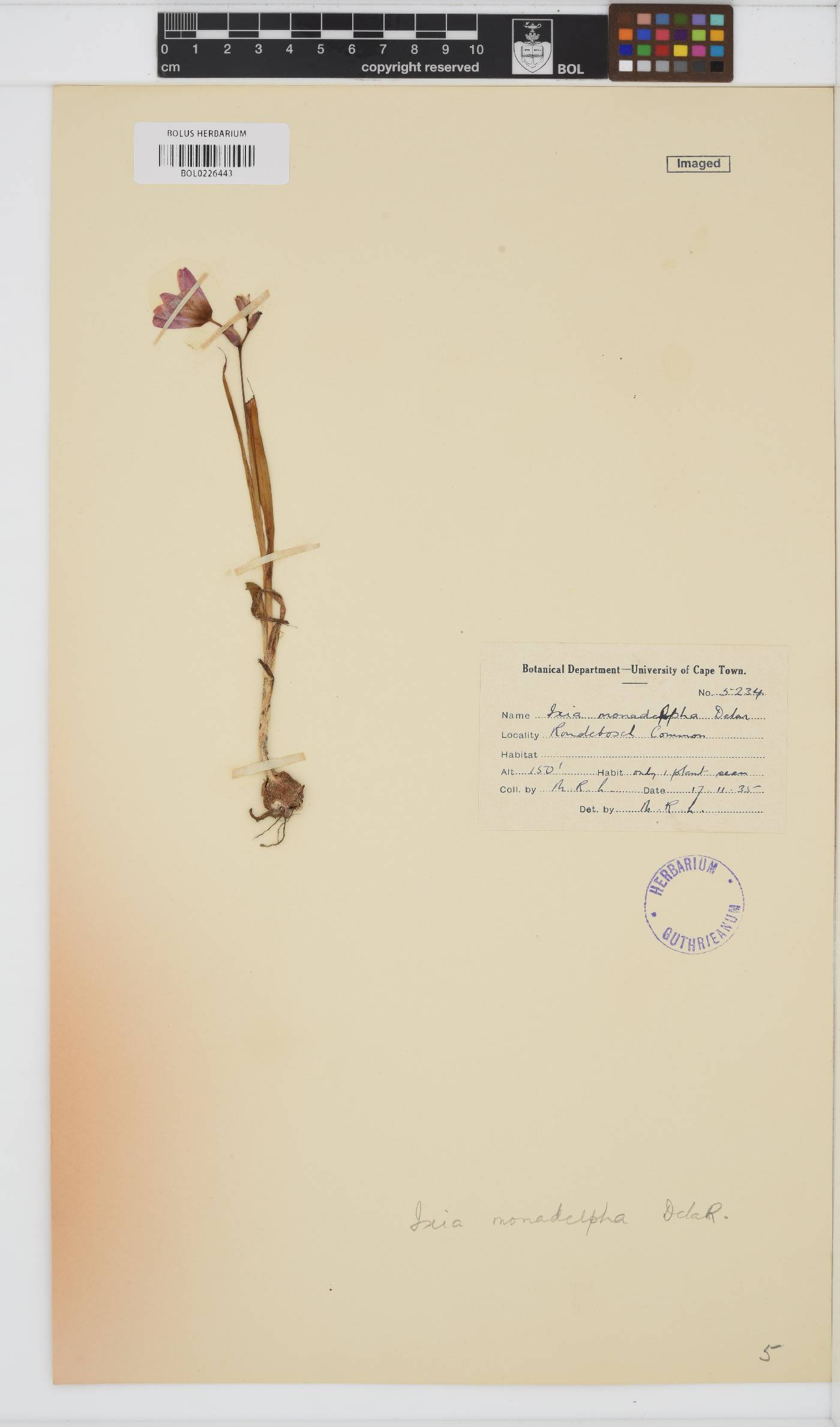 Ixia monadelpha image