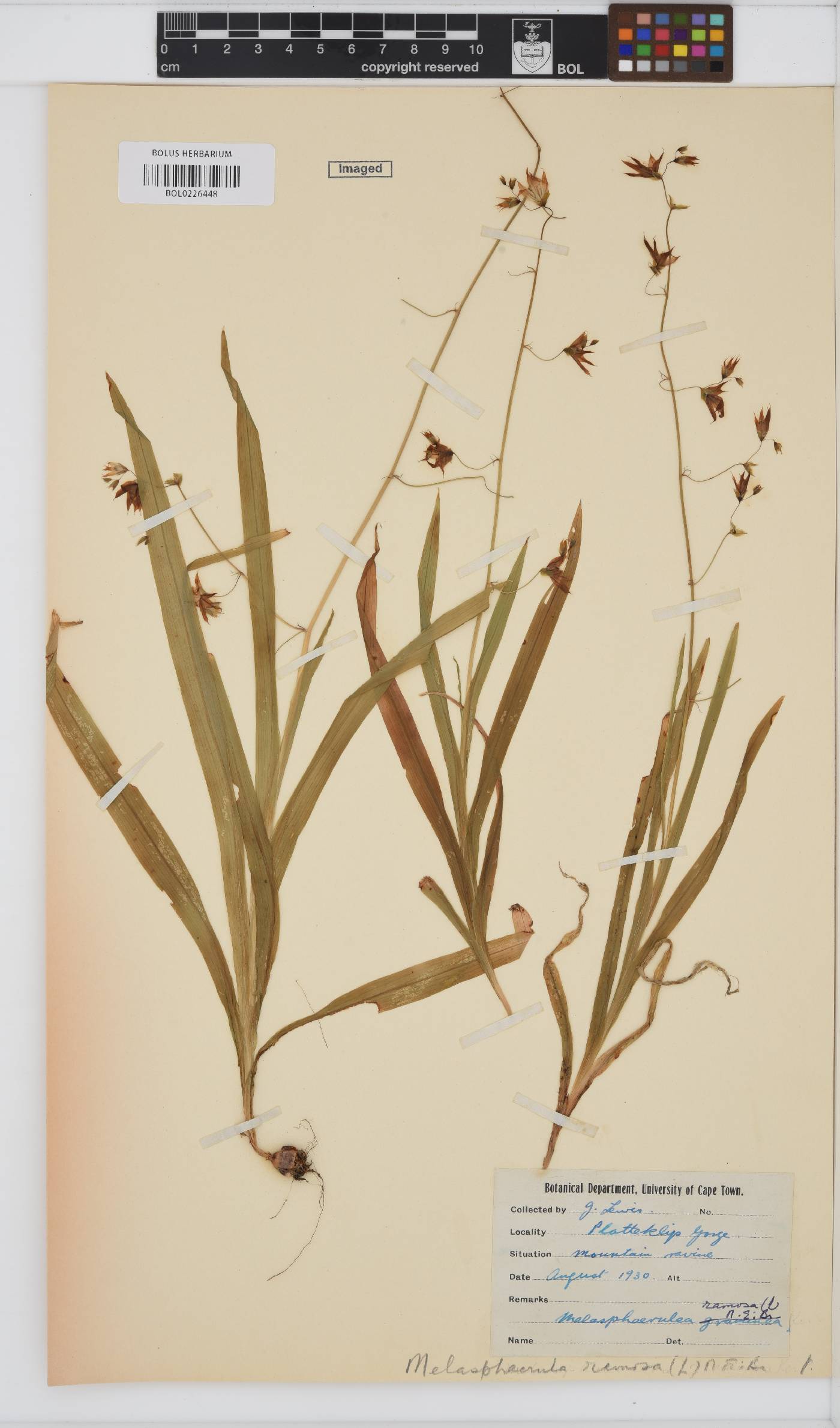 Ixia scillaris subsp. scillaris image