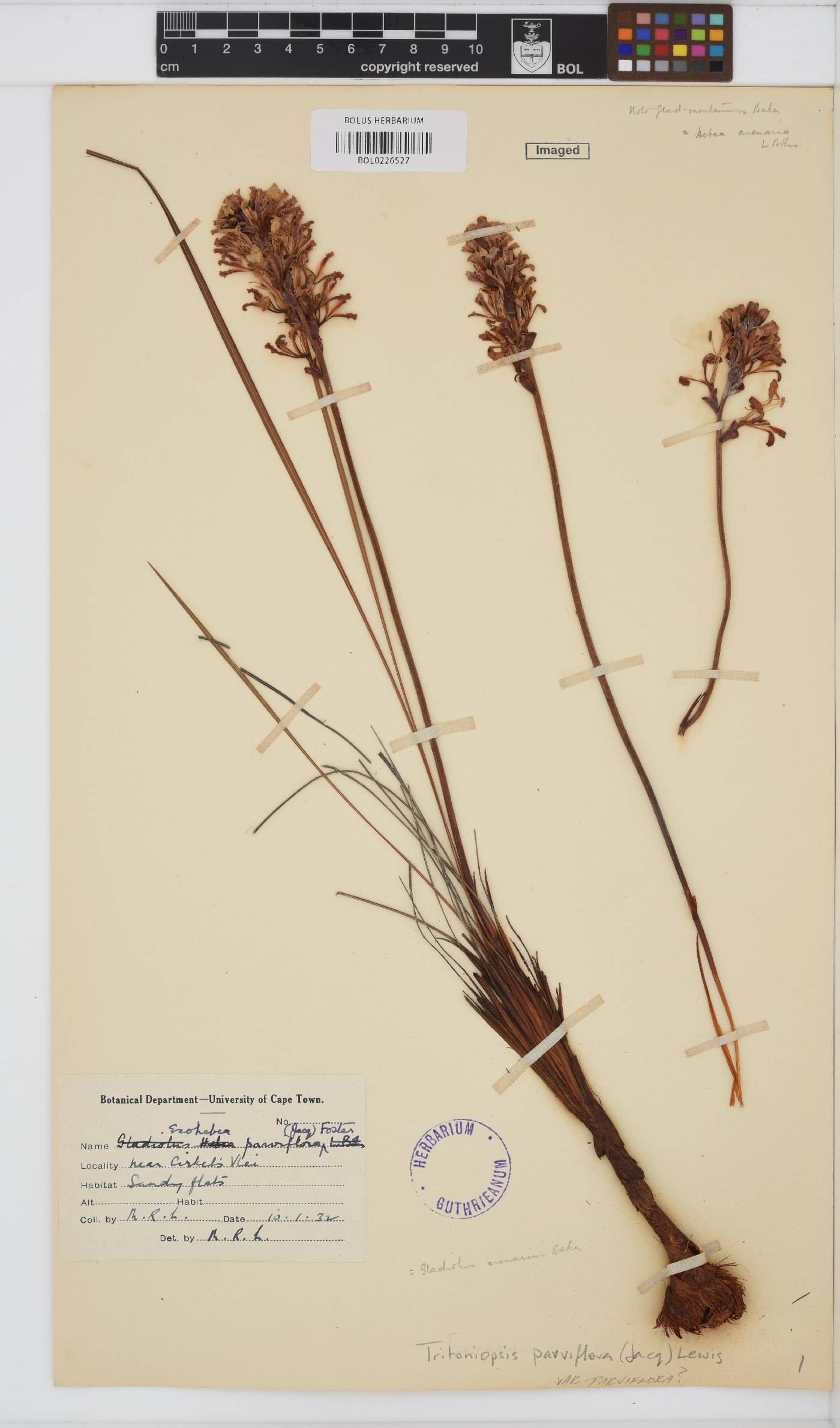 Tritoniopsis parviflora var. parviflora image