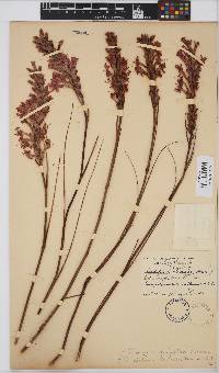 Tritoniopsis triticea image