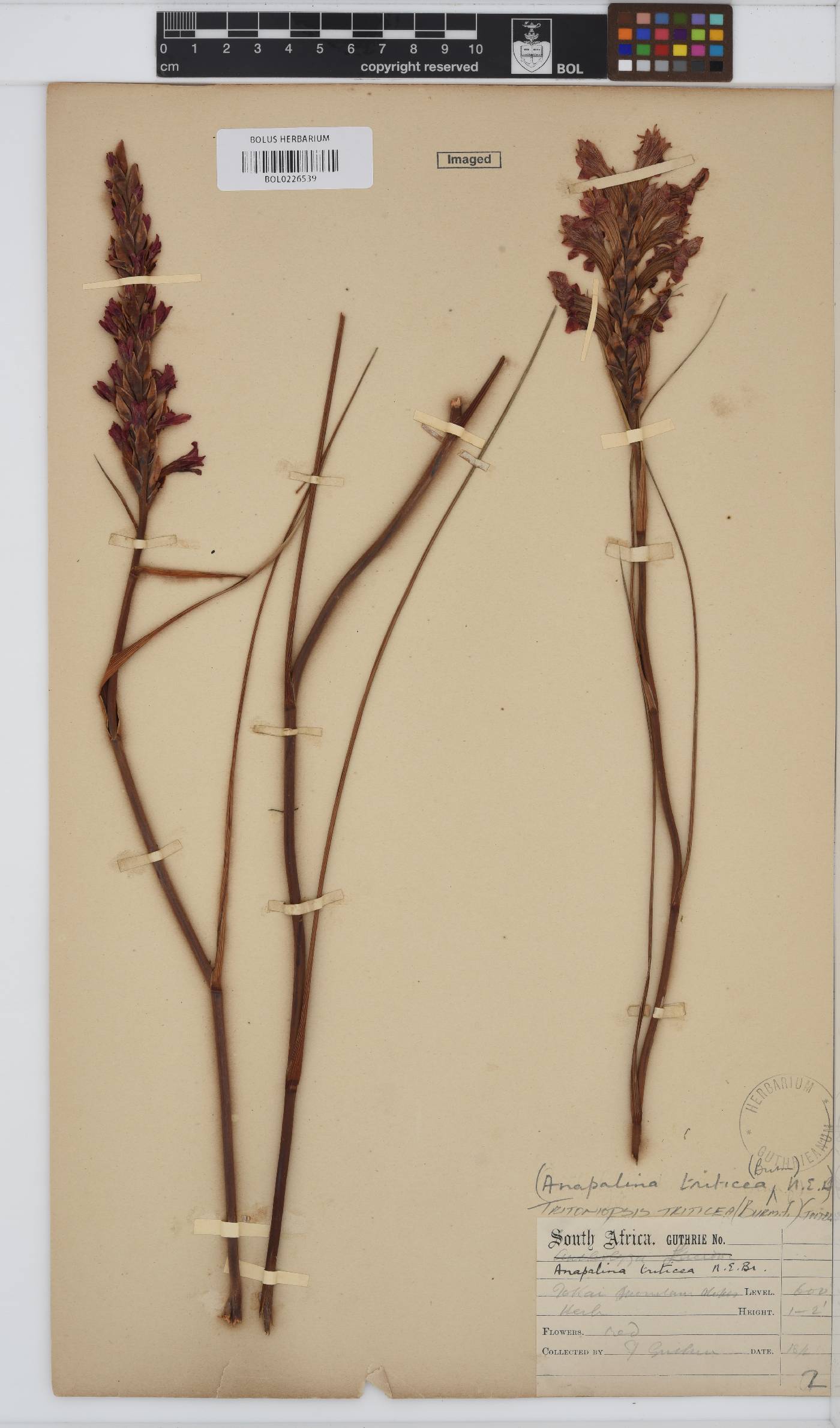 Tritoniopsis triticea image