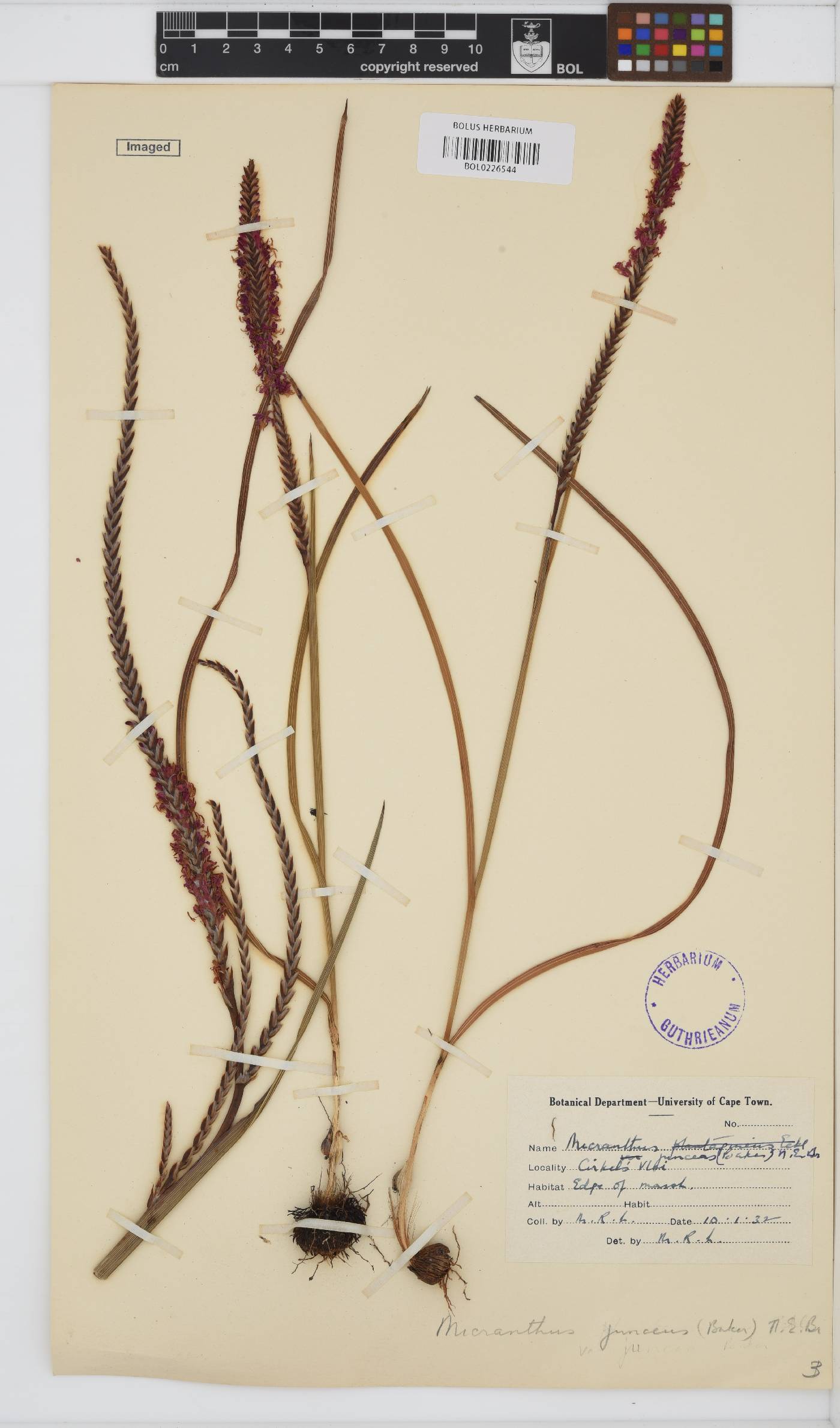 Micranthus plantagineus image
