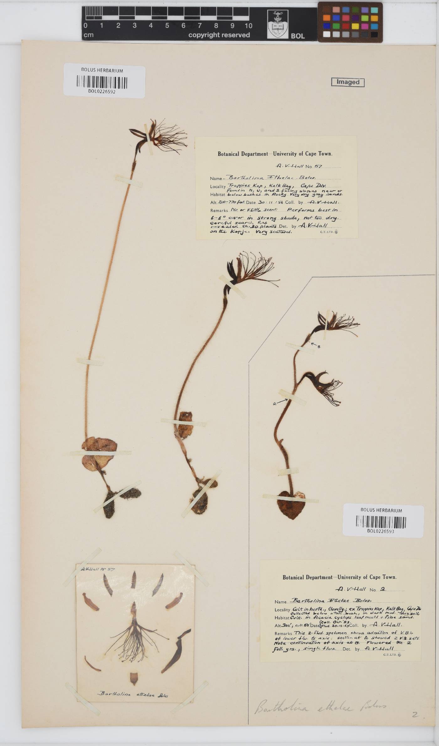 Bartholina etheliae image