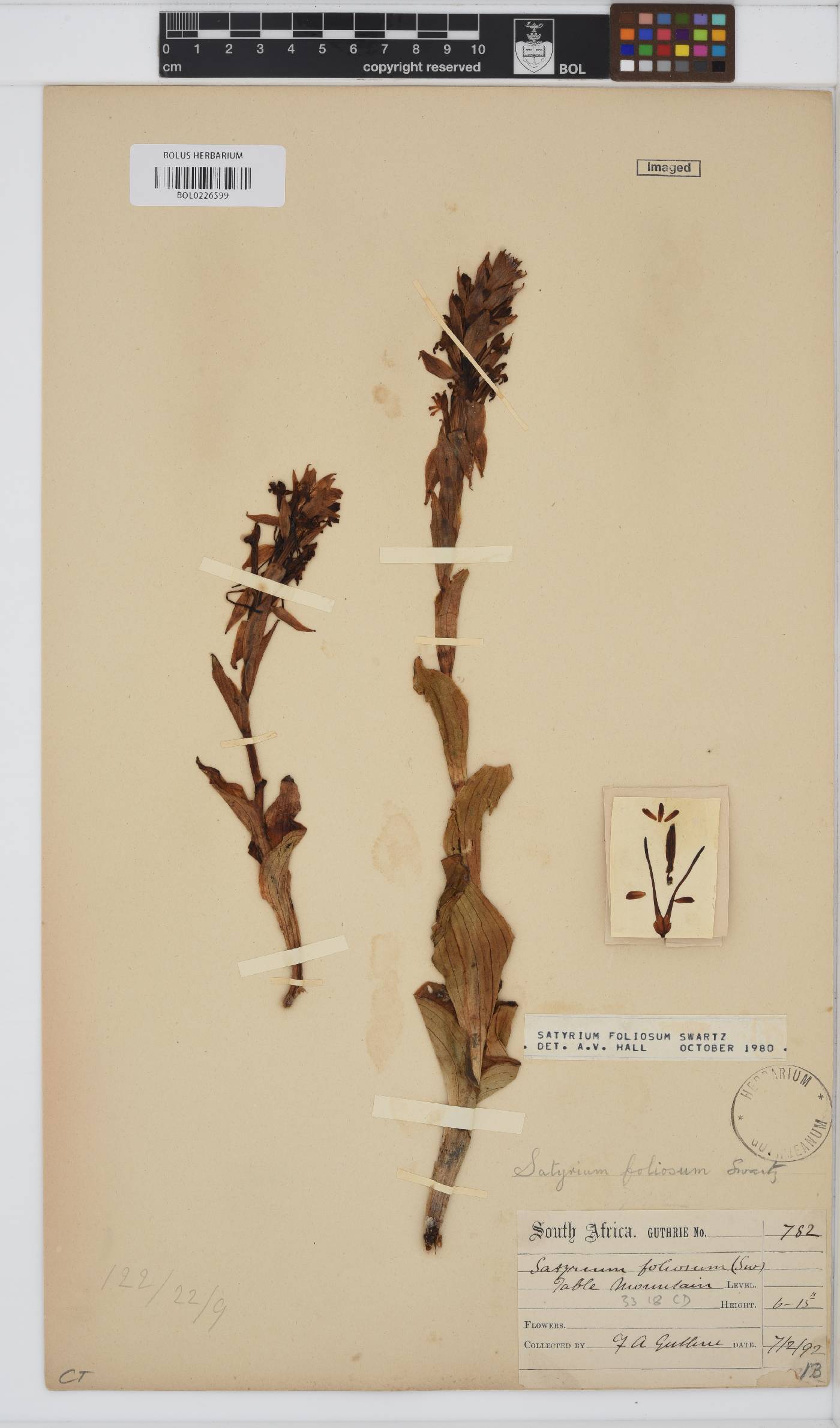 Satyrium foliosum image